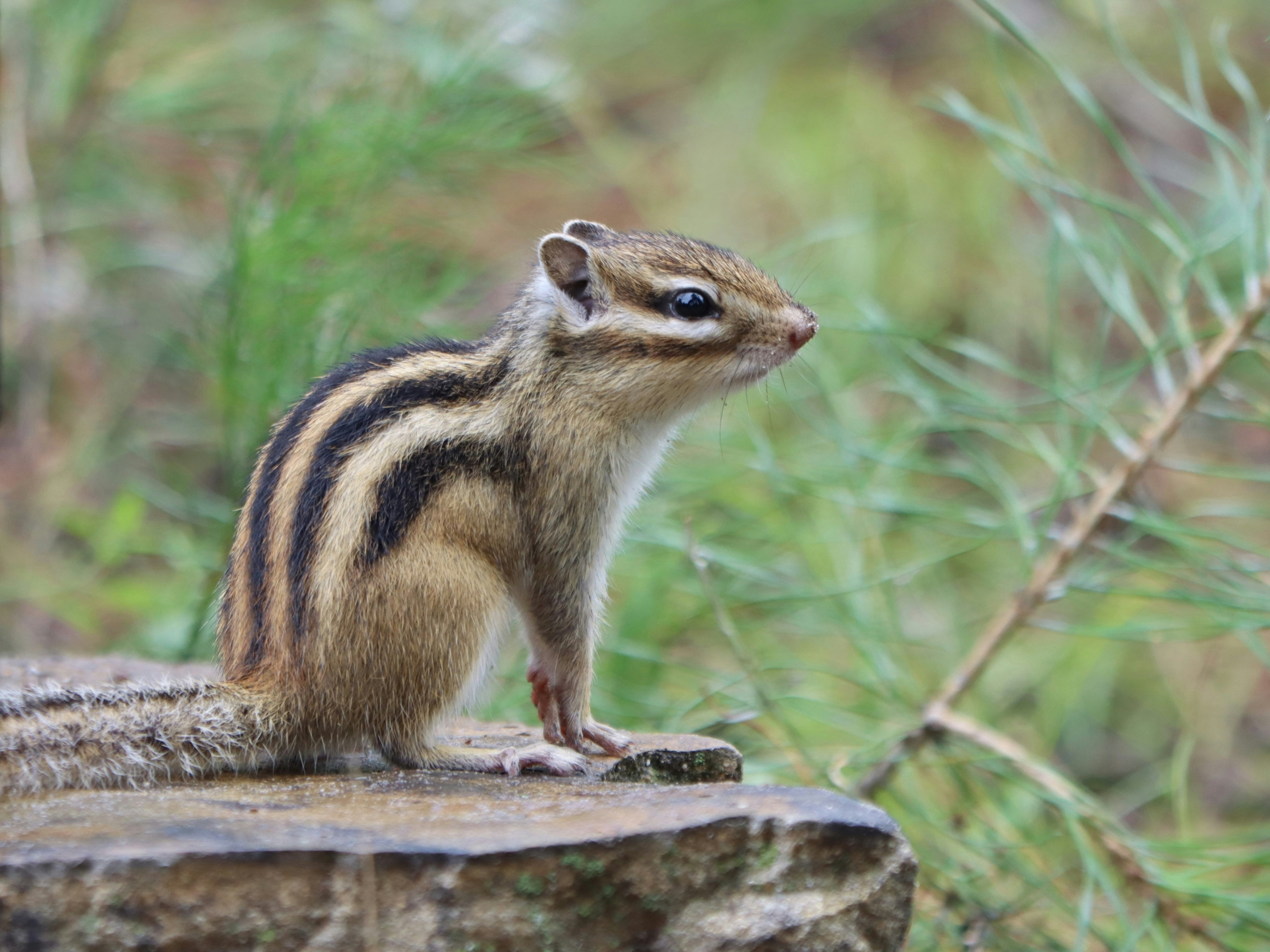 A small chipmunk with dark stripes on its back perched on a stone