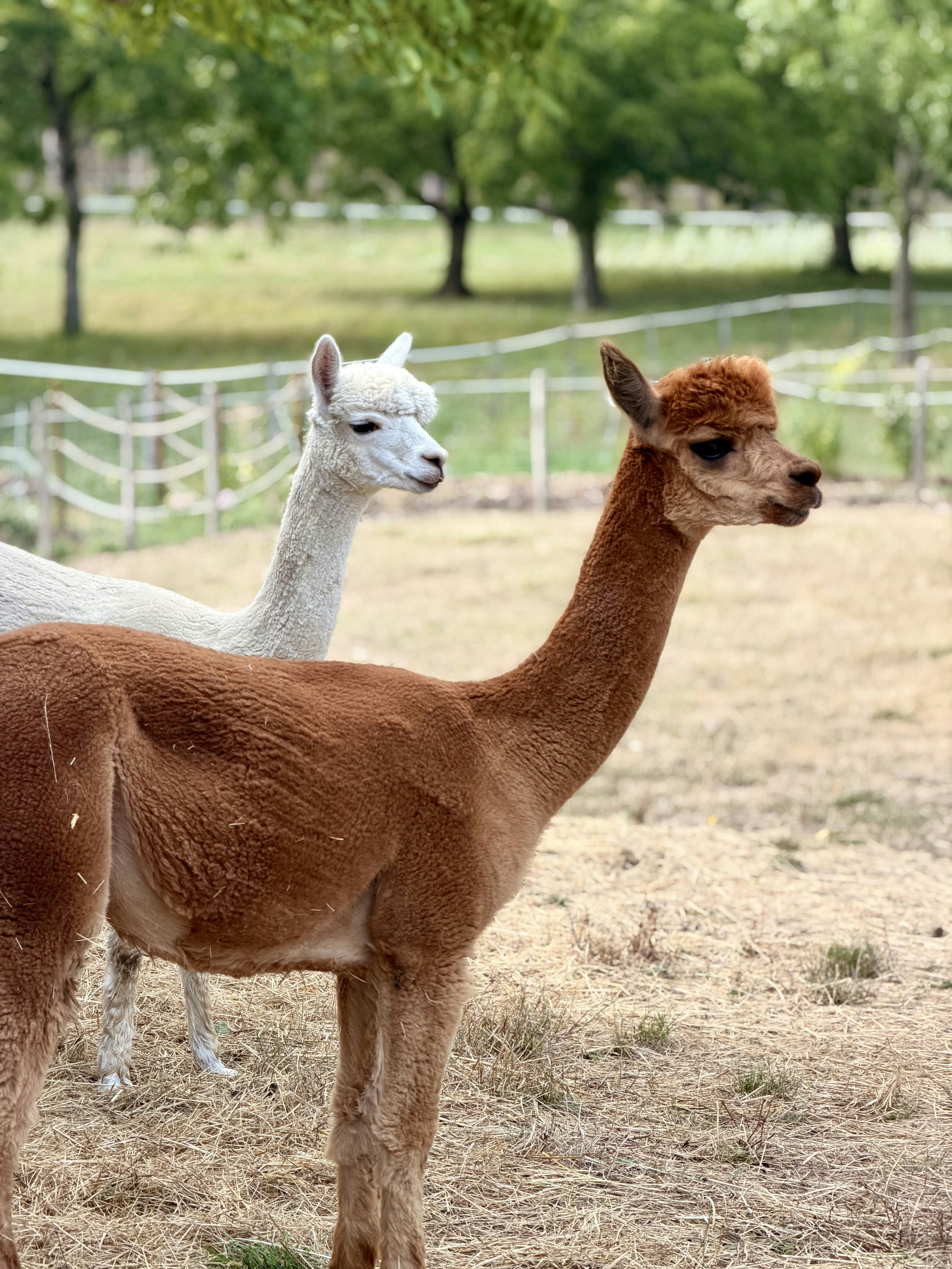 A white alpaca and a brown alpaca in a dry grassy field