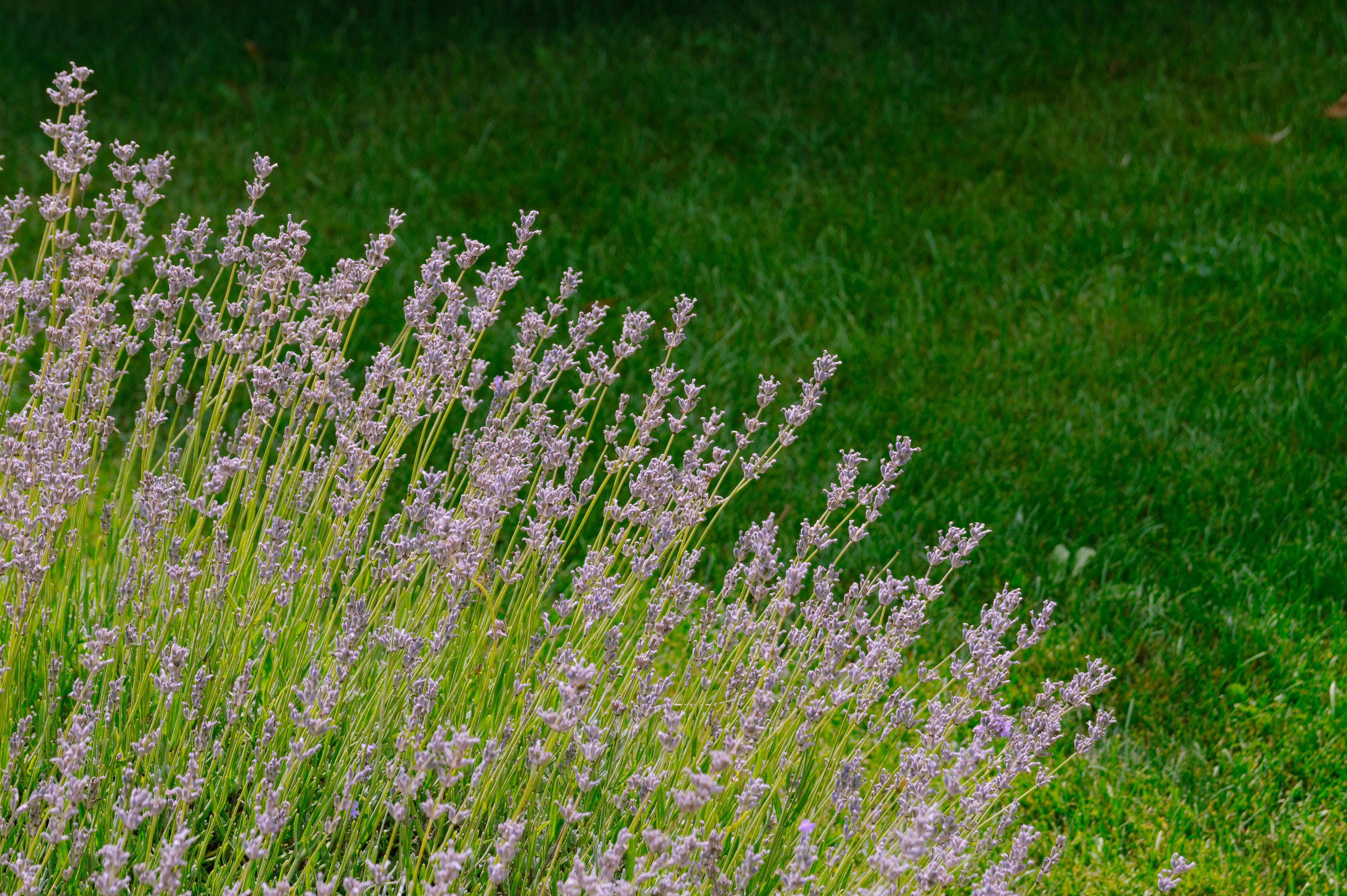 A cluster of purple lavender flowers growing against a vibrant green lawn
