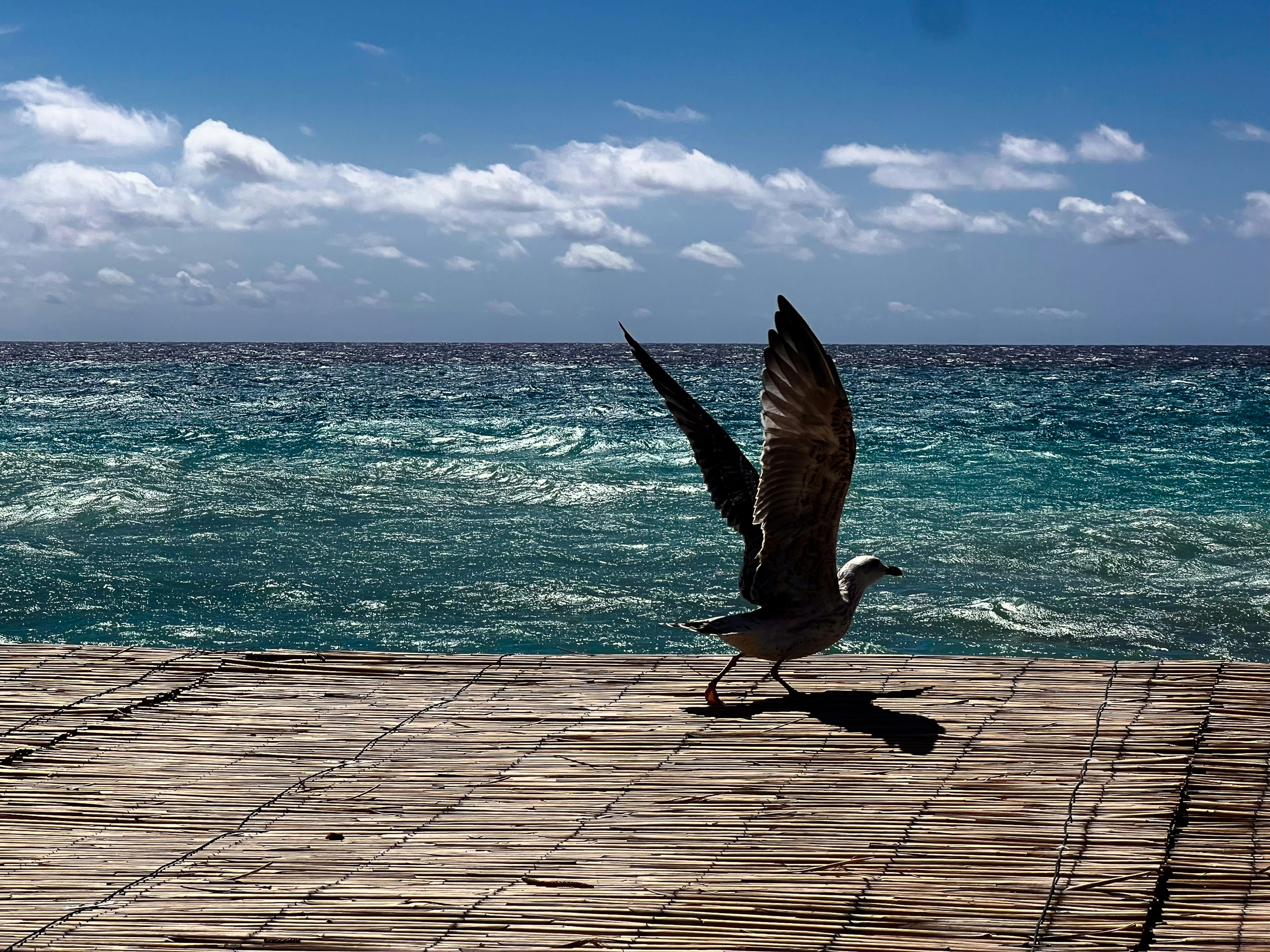 A seagull with wings spread walking on a bamboo mat by the sea