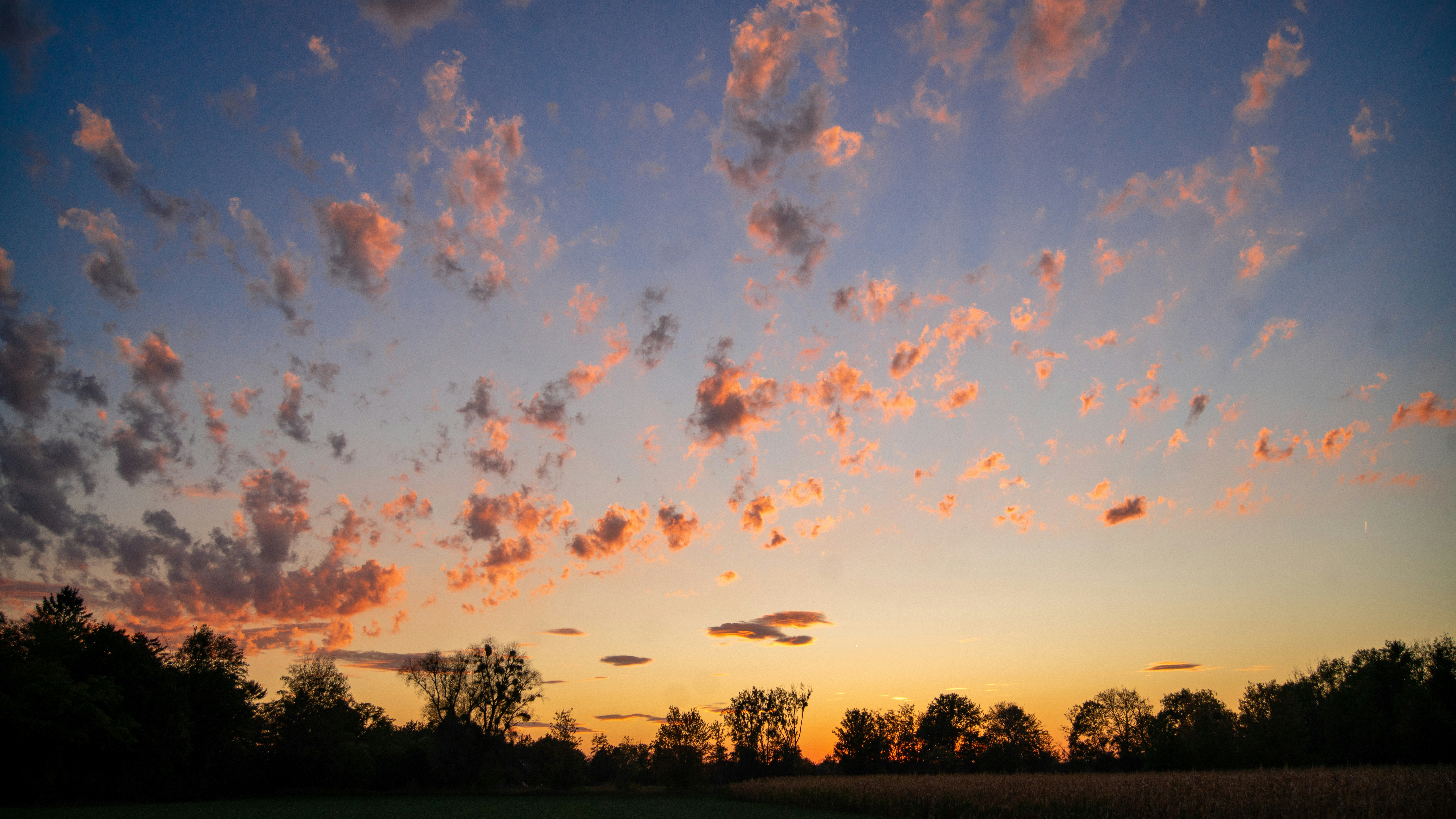 Pink and orange clouds in a blue sky above a dark tree line