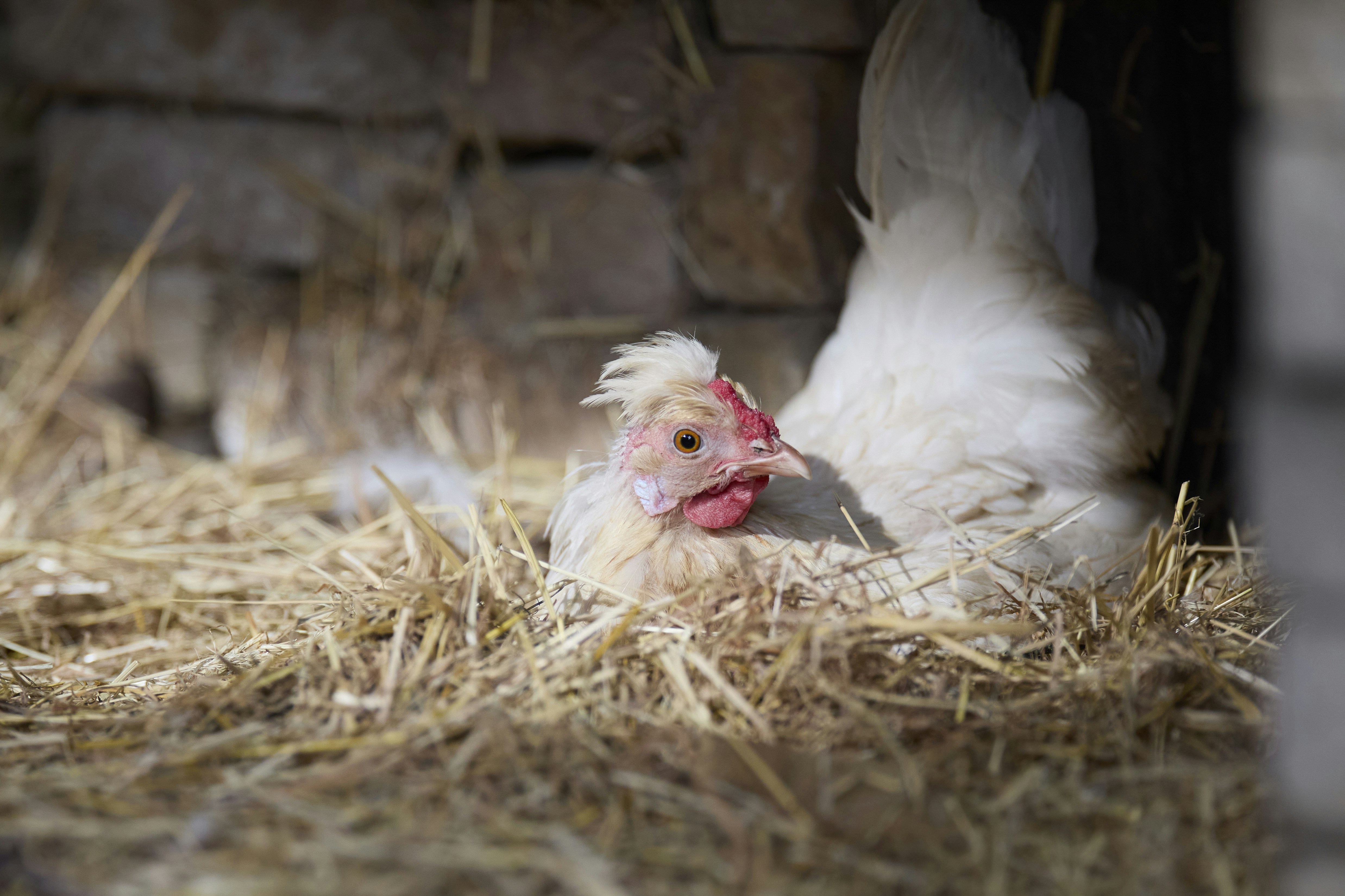 Using a Baby Monitor in Your Chicken Coop: Why It Works, and the Four Places It Fails