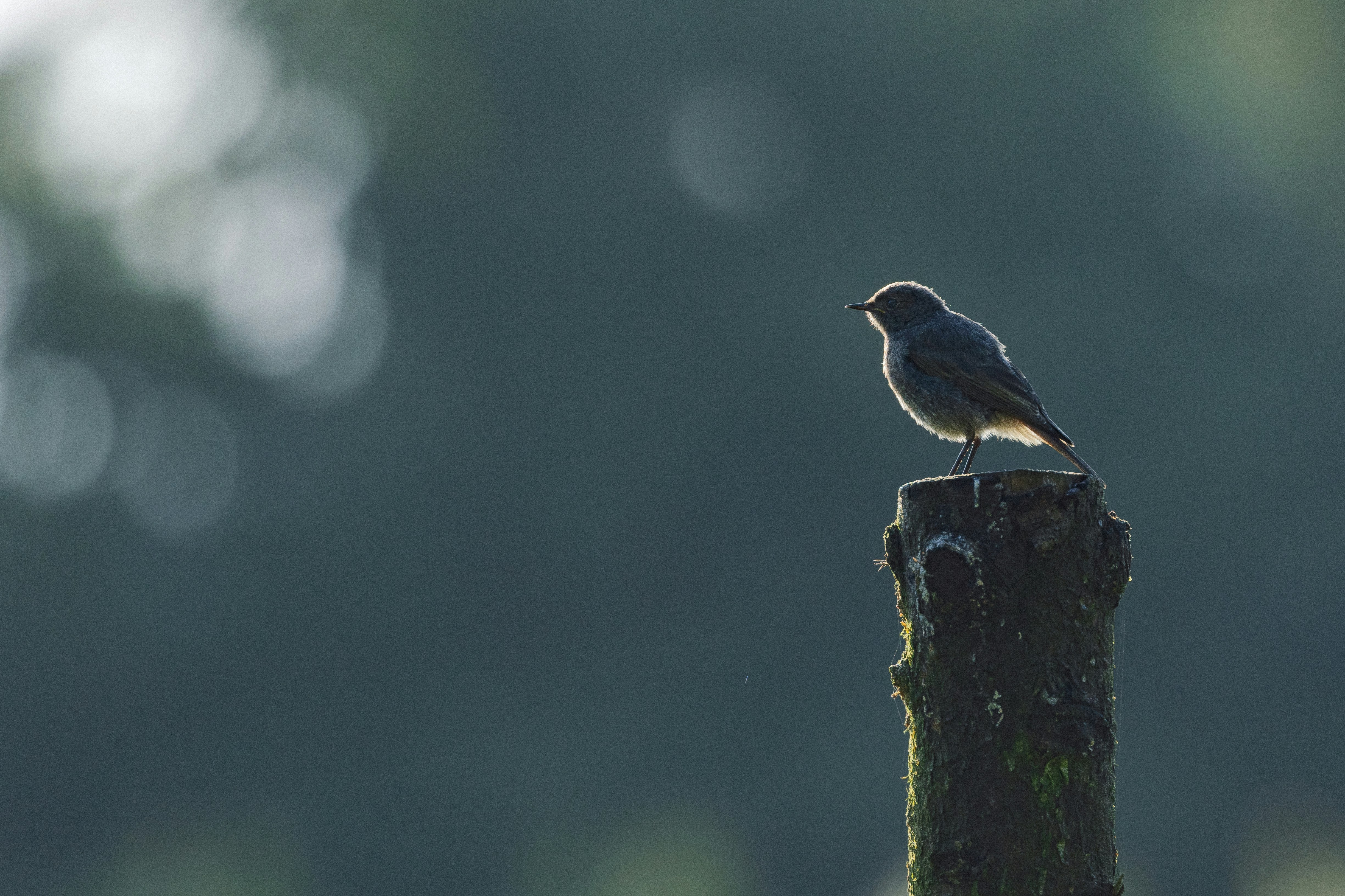 A small bird perched on a mossy wooden post against a dark background