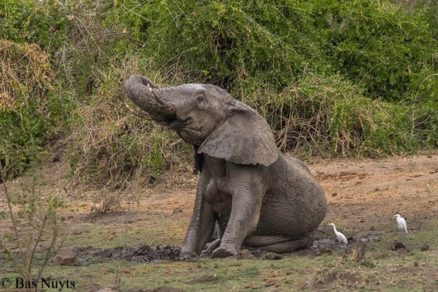 An elephant sitting in a mud wallow with two white egrets nearby, seen from water level