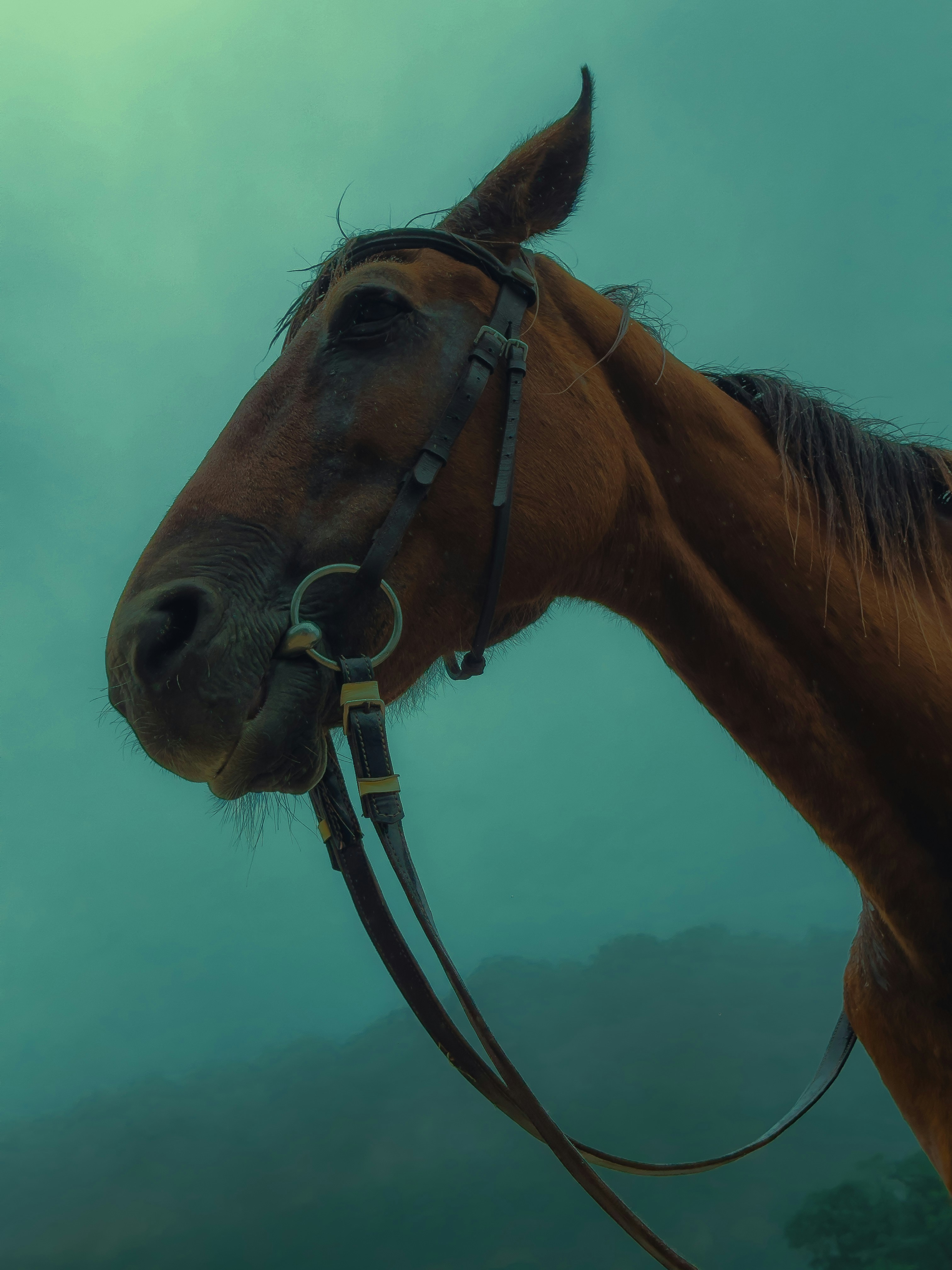A brown horse wearing a leather bridle against a misty teal background