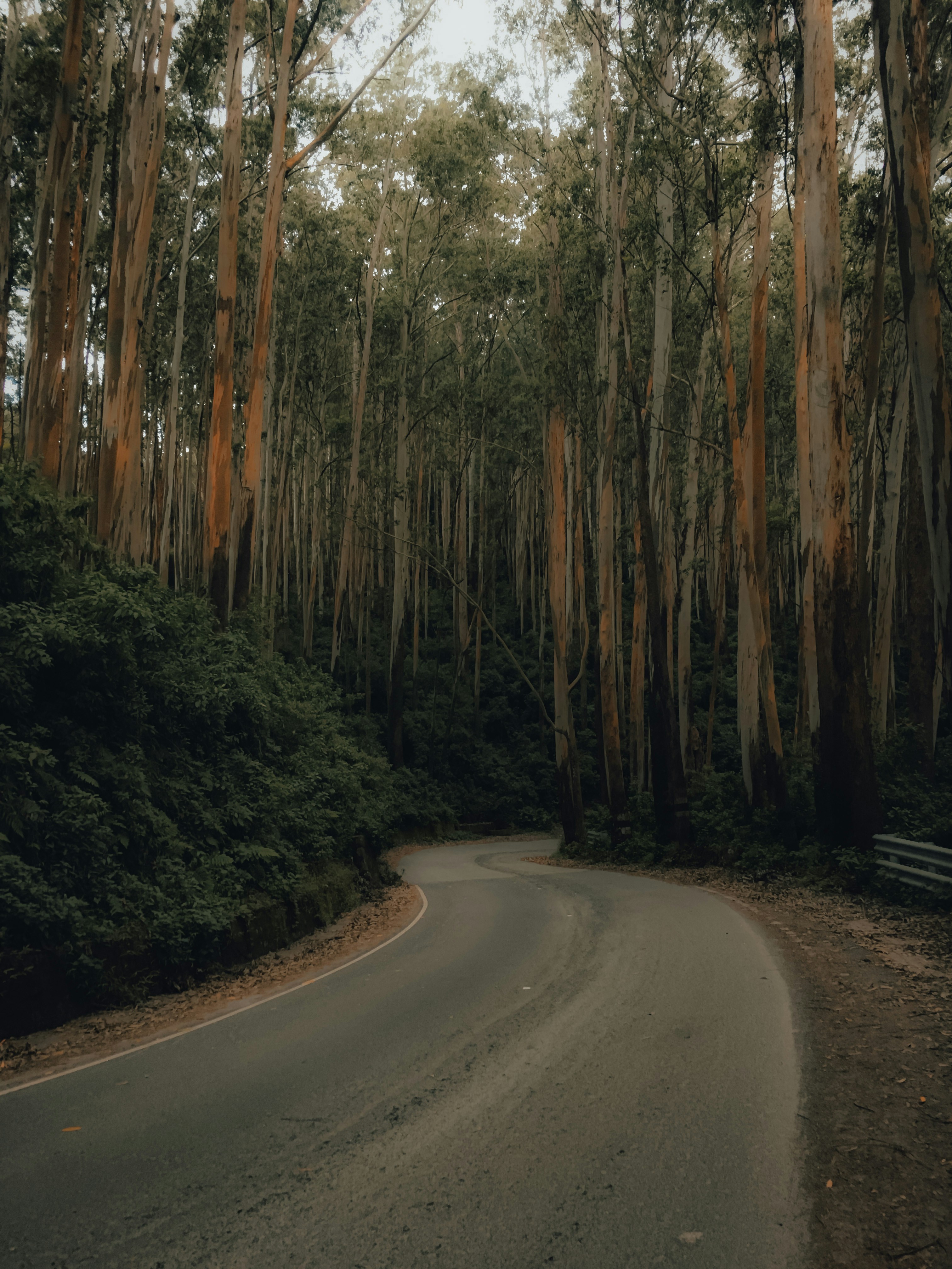 A winding asphalt road through a dense forest of tall eucalyptus trees - 相关推荐