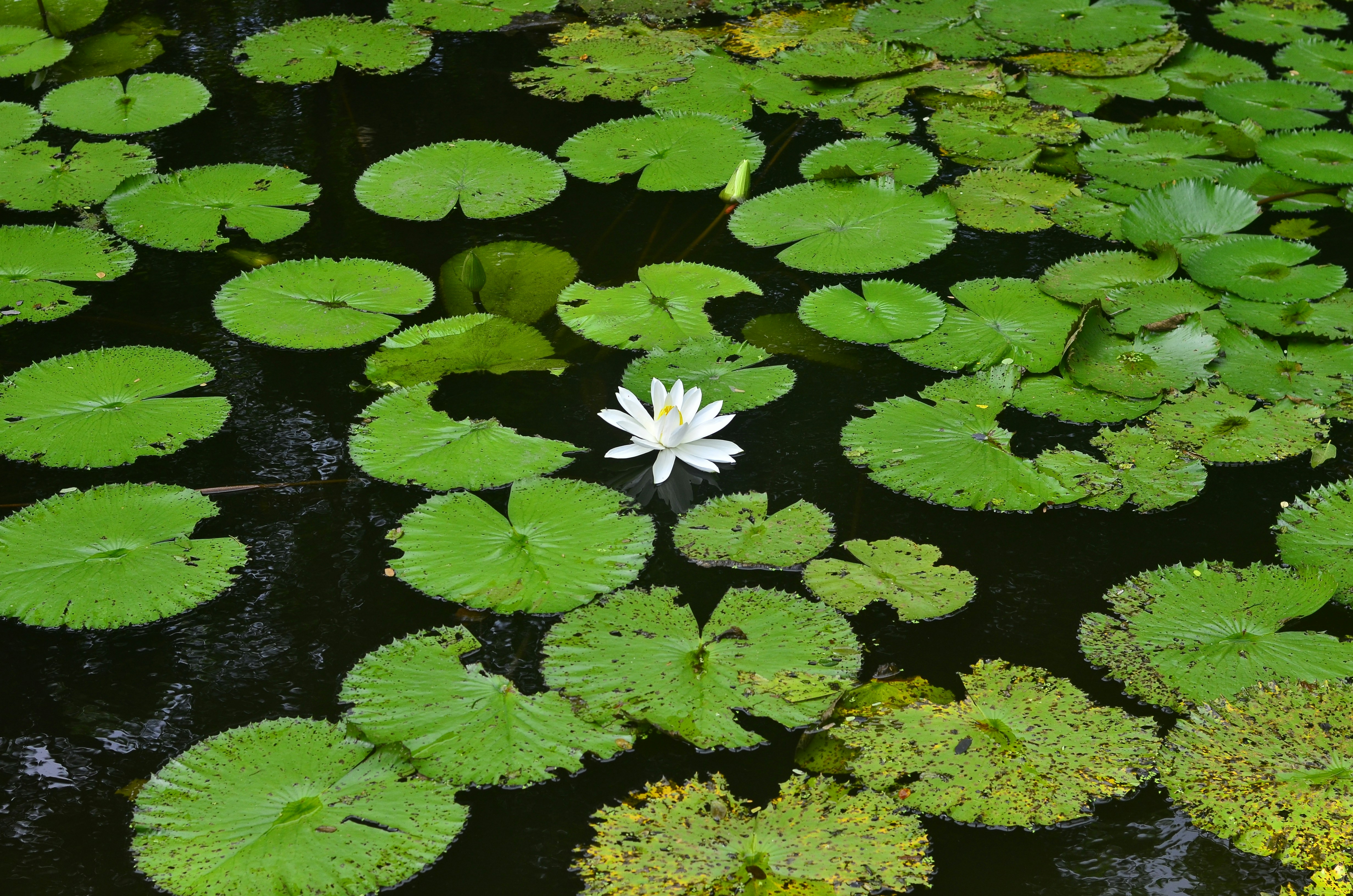 A single white water lily blooming among green lily pads on dark water