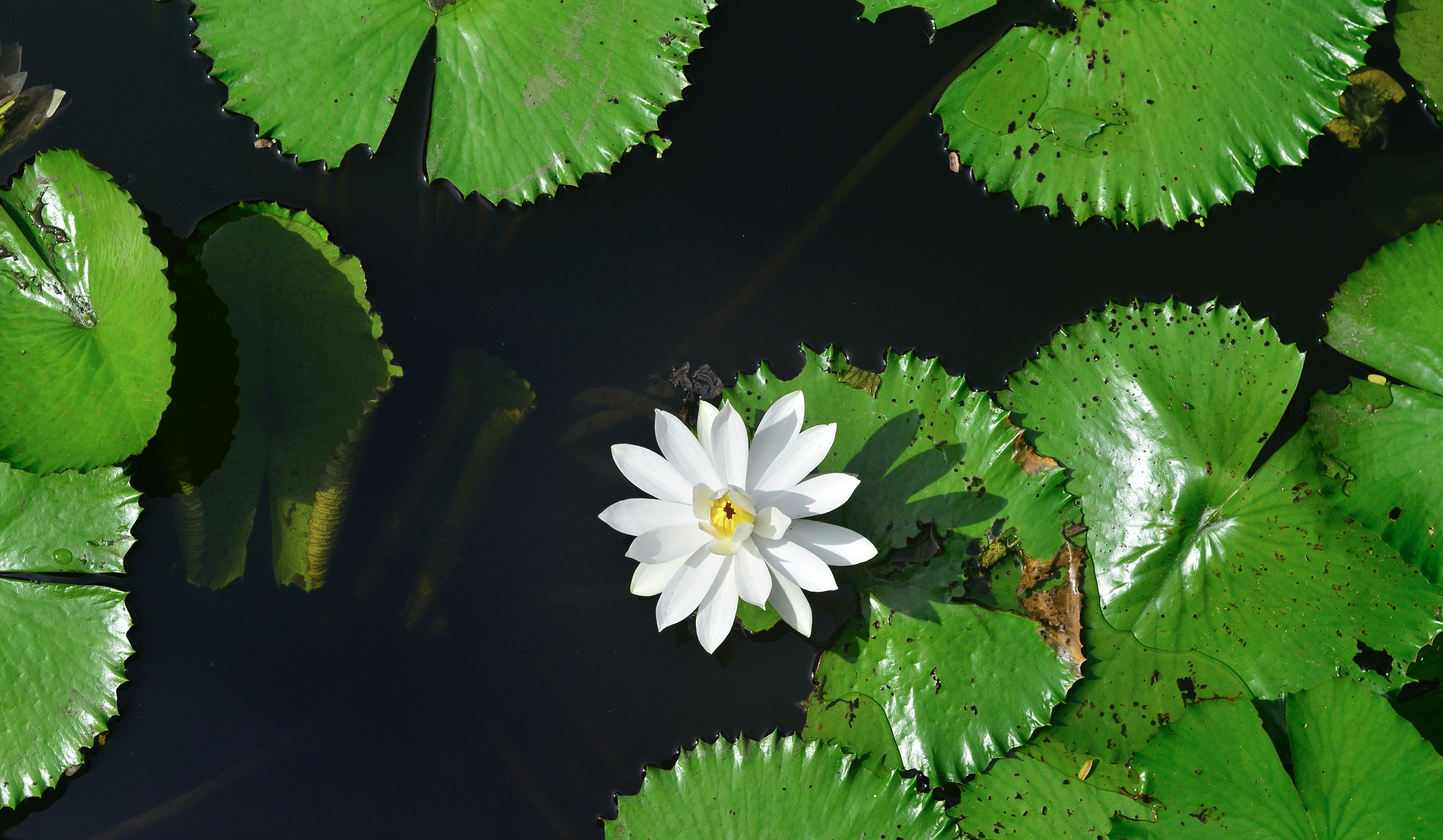 A white water lily blooming among green lily pads on dark water