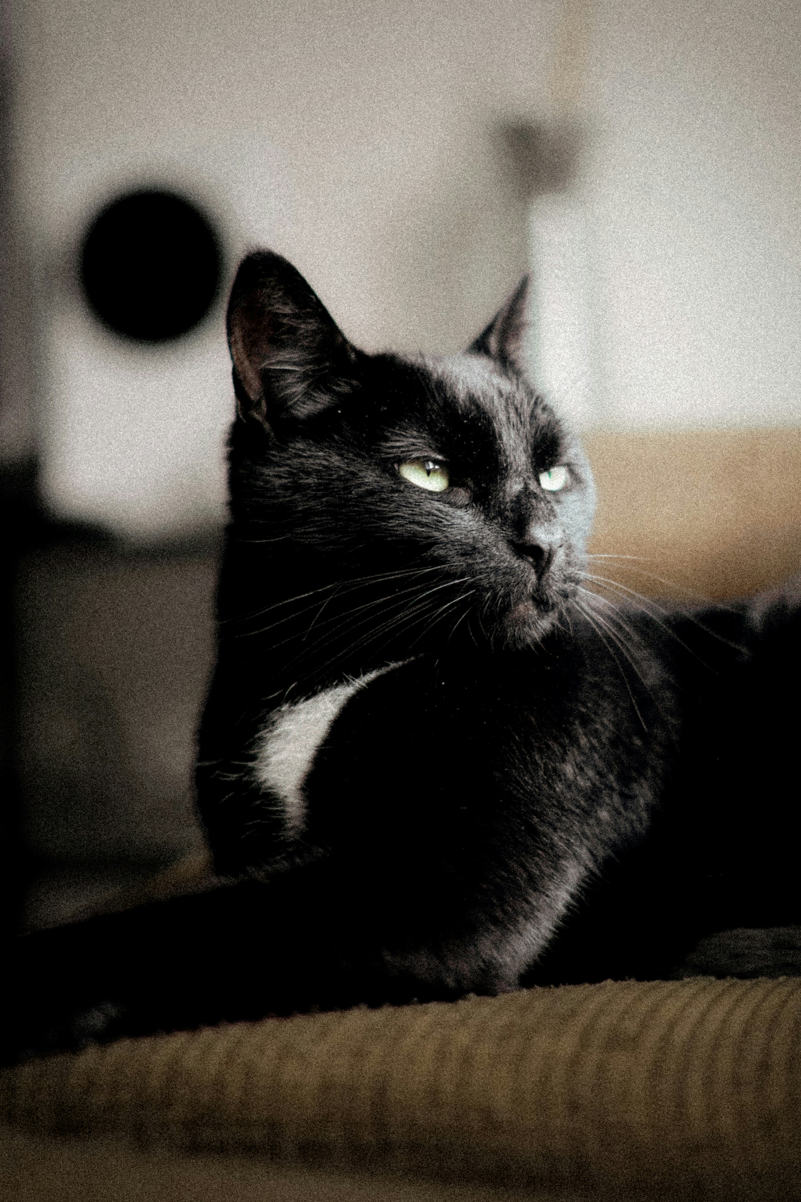 A black cat with a white patch on its chest resting indoors