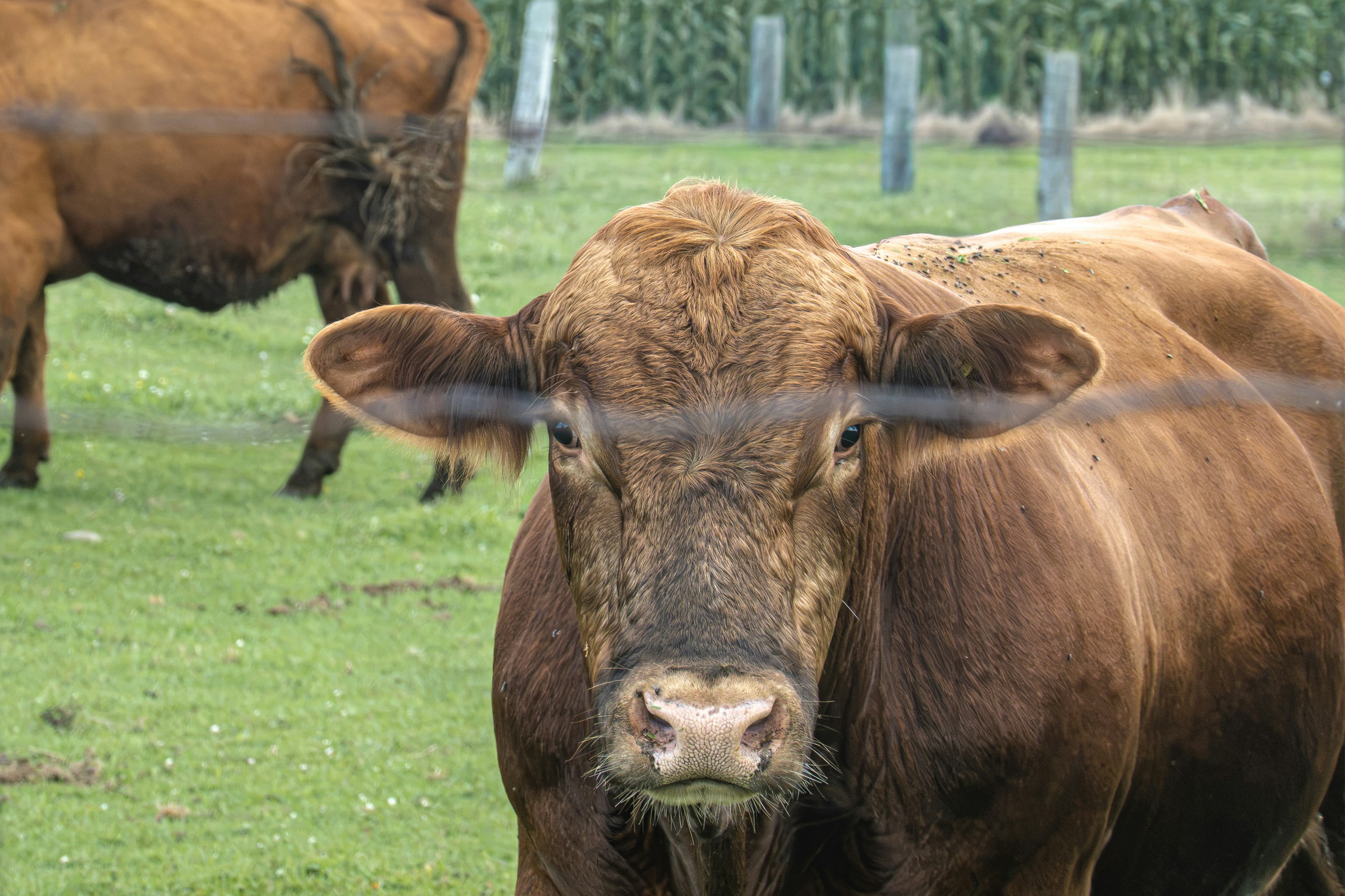 Uma vaca marrom olhando para frente em um pasto verde atrás de uma cerca de arame