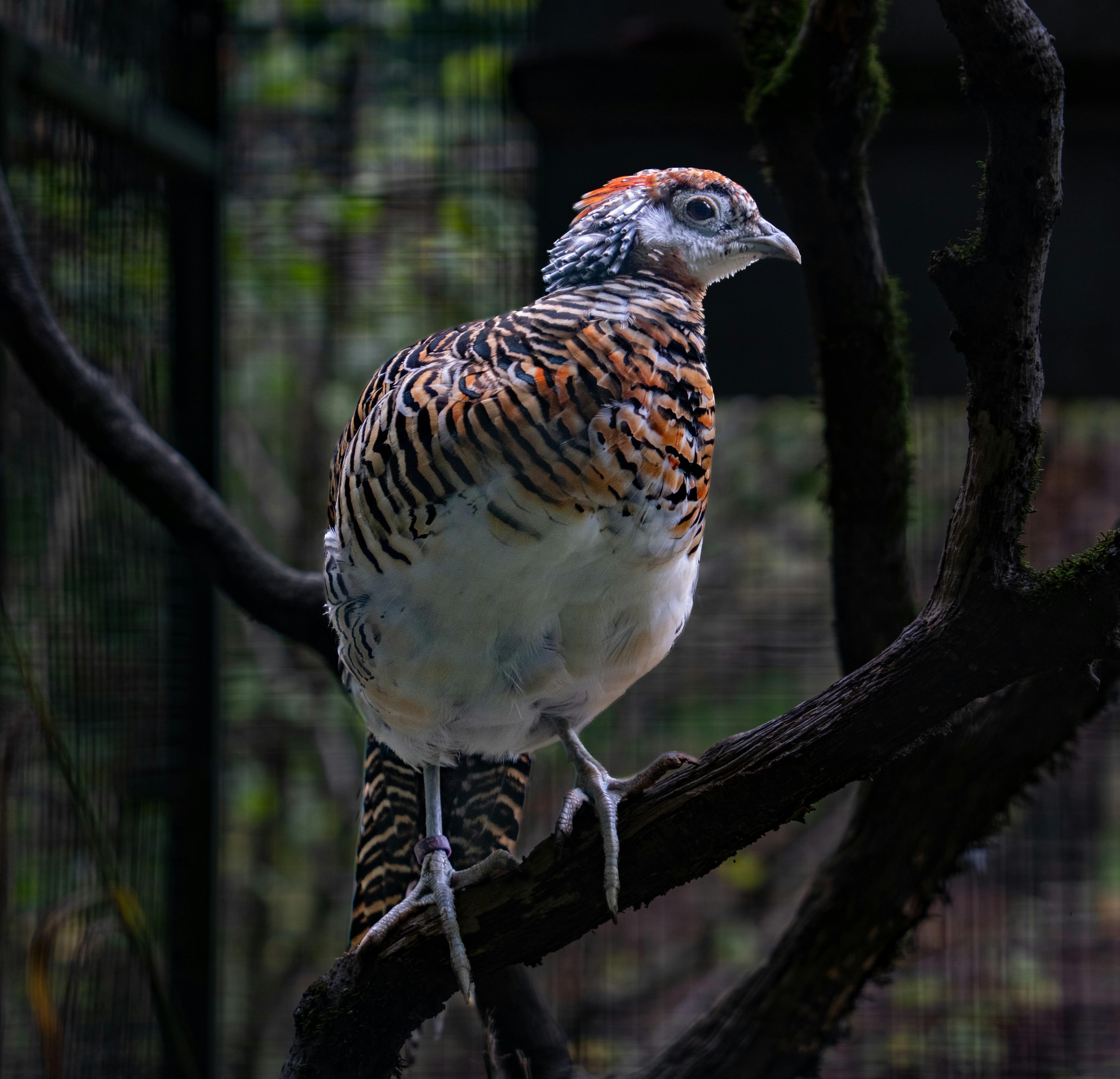 A Lady Amherst's pheasant perched on a mossy branch inside an enclosure