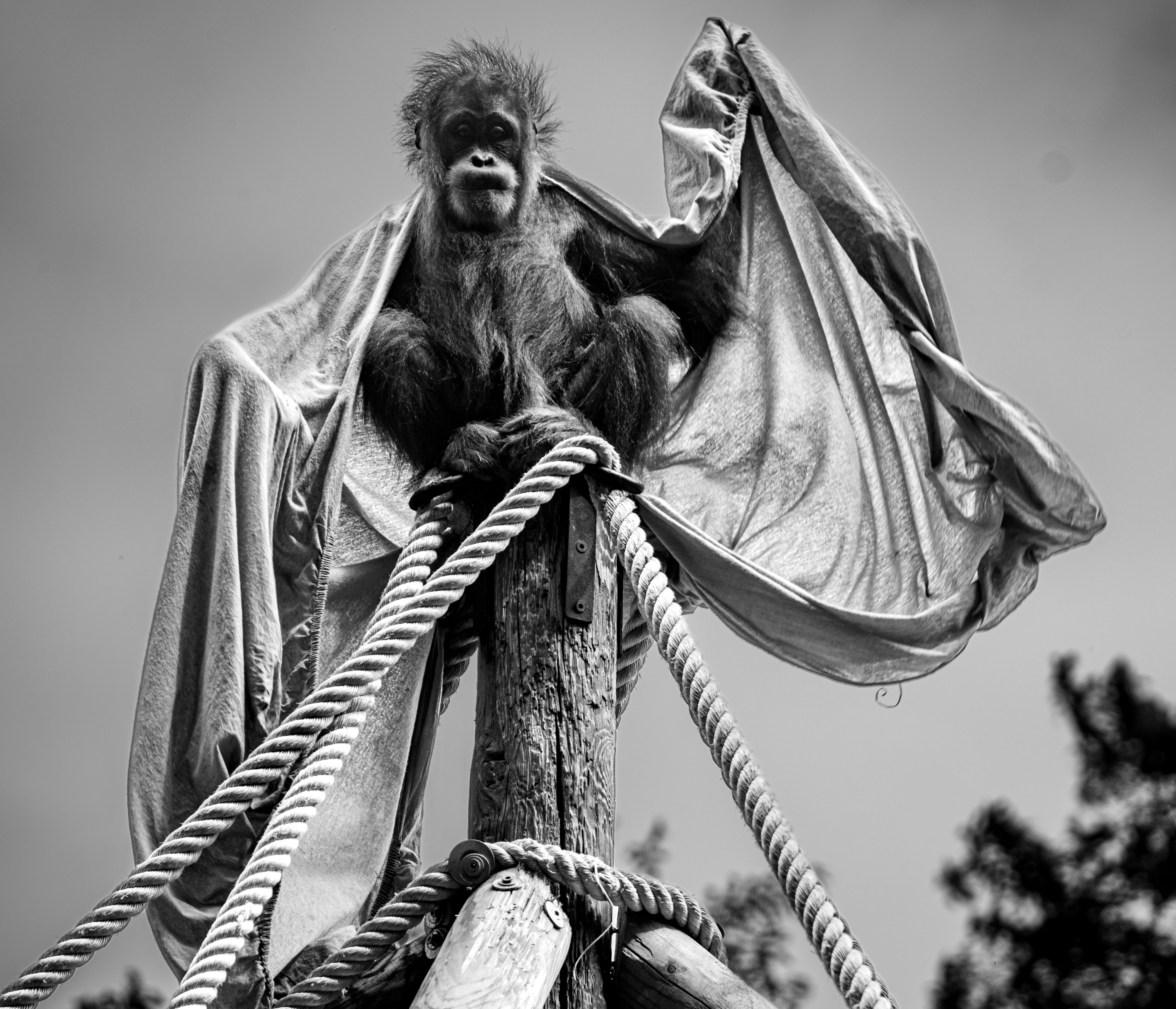 An orangutan perched on a wooden post draped in a large fabric sheet
