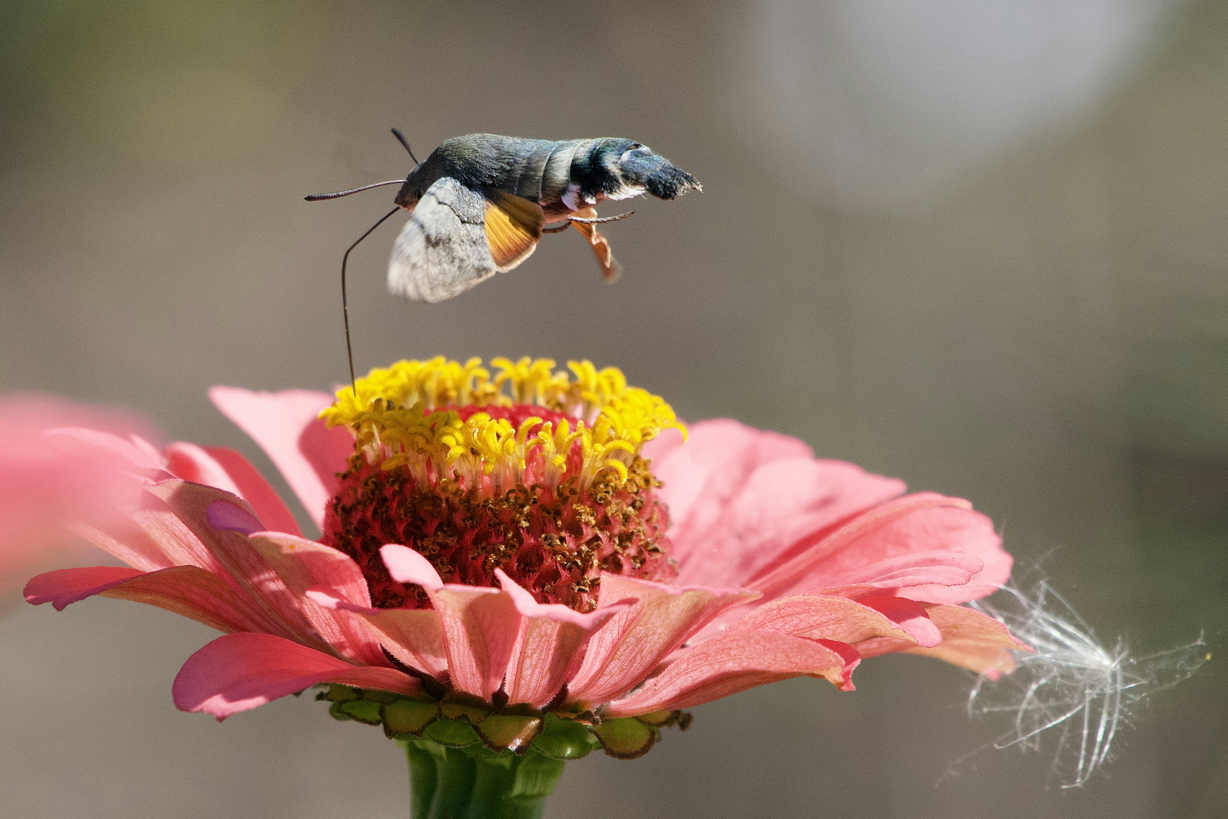 A hummingbird moth hovering over a pink zinnia flower in a garden