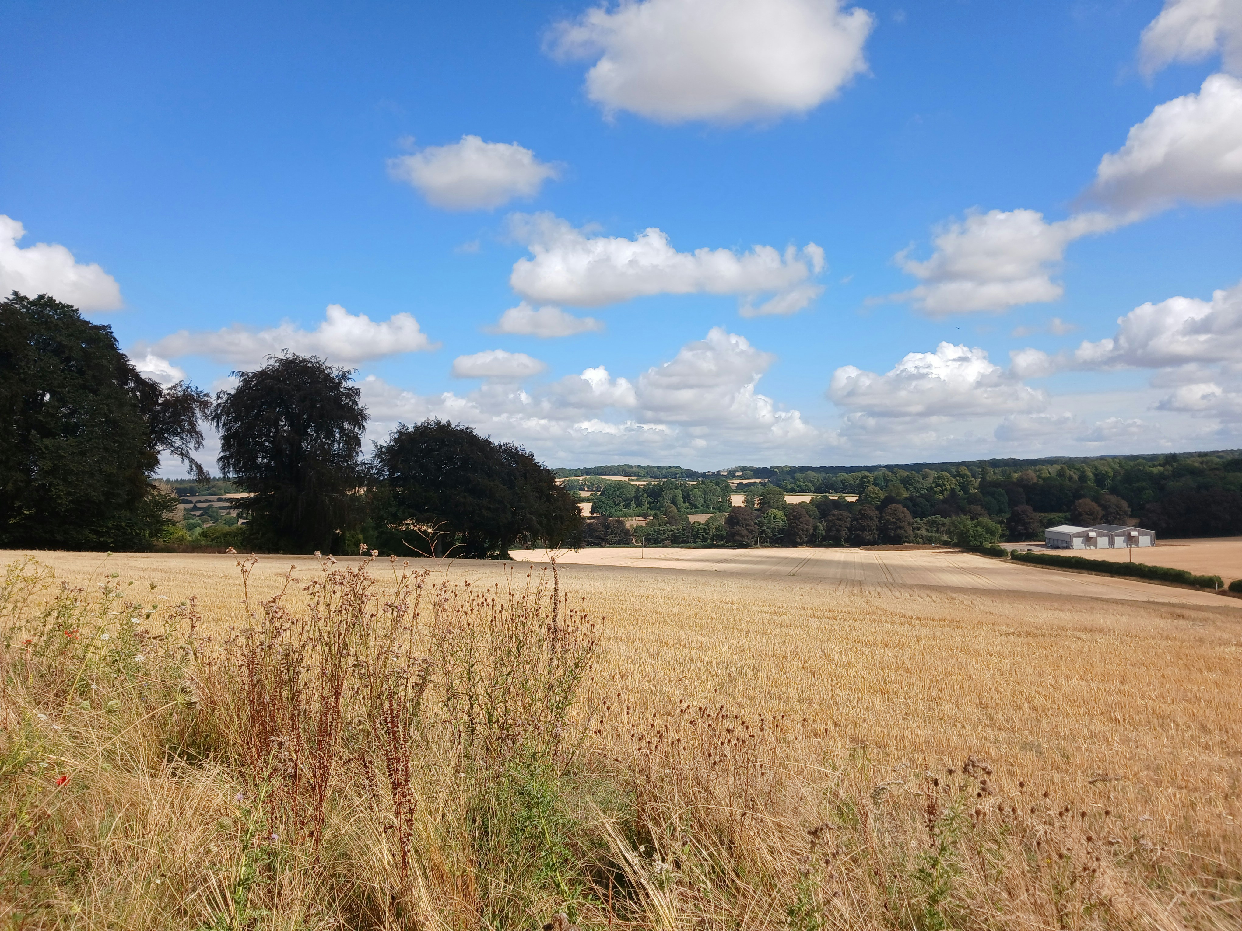 A golden wheat field under a bright blue sky with scattered white clouds