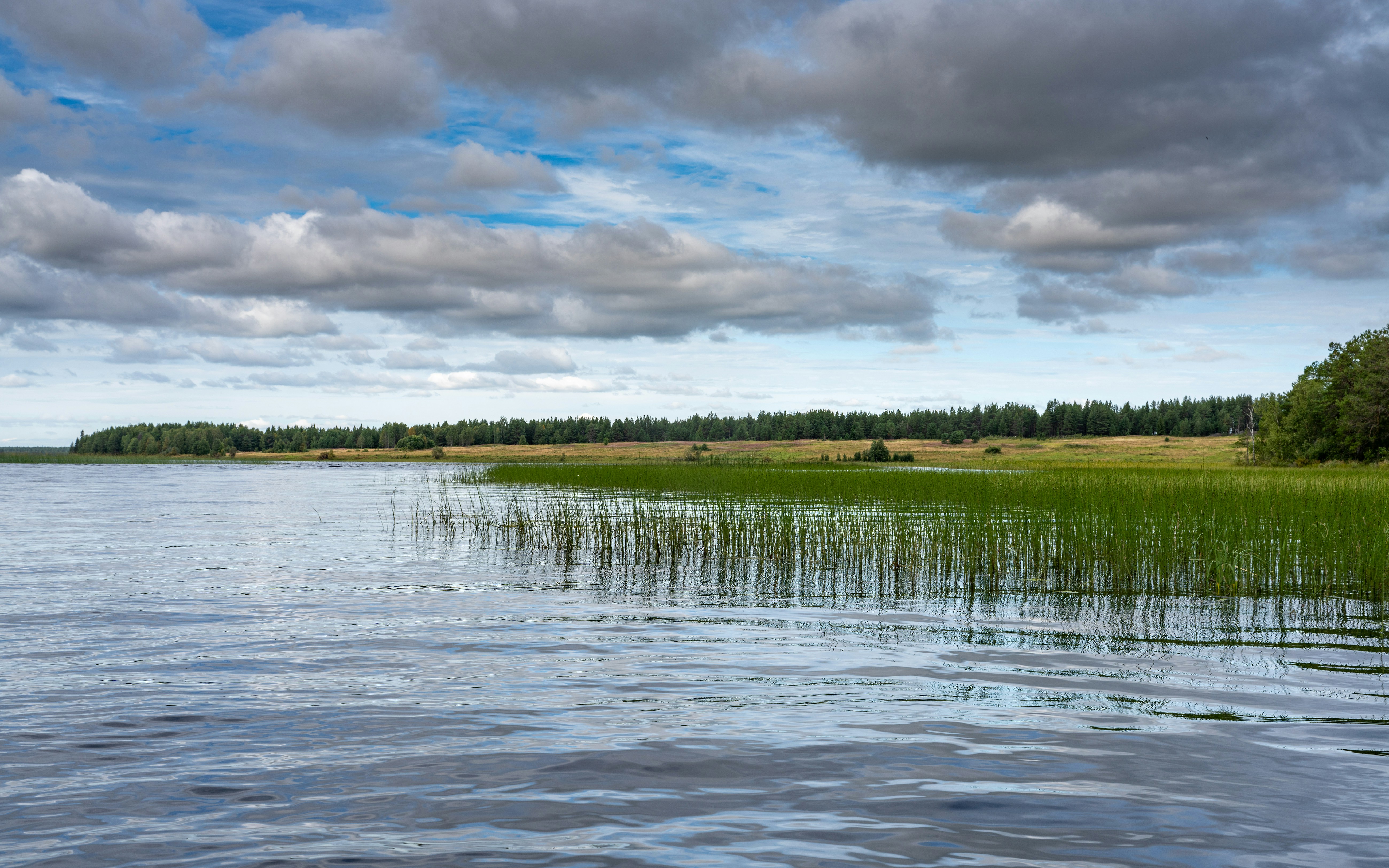Tall green reeds growing in a calm lake under a cloudy sky