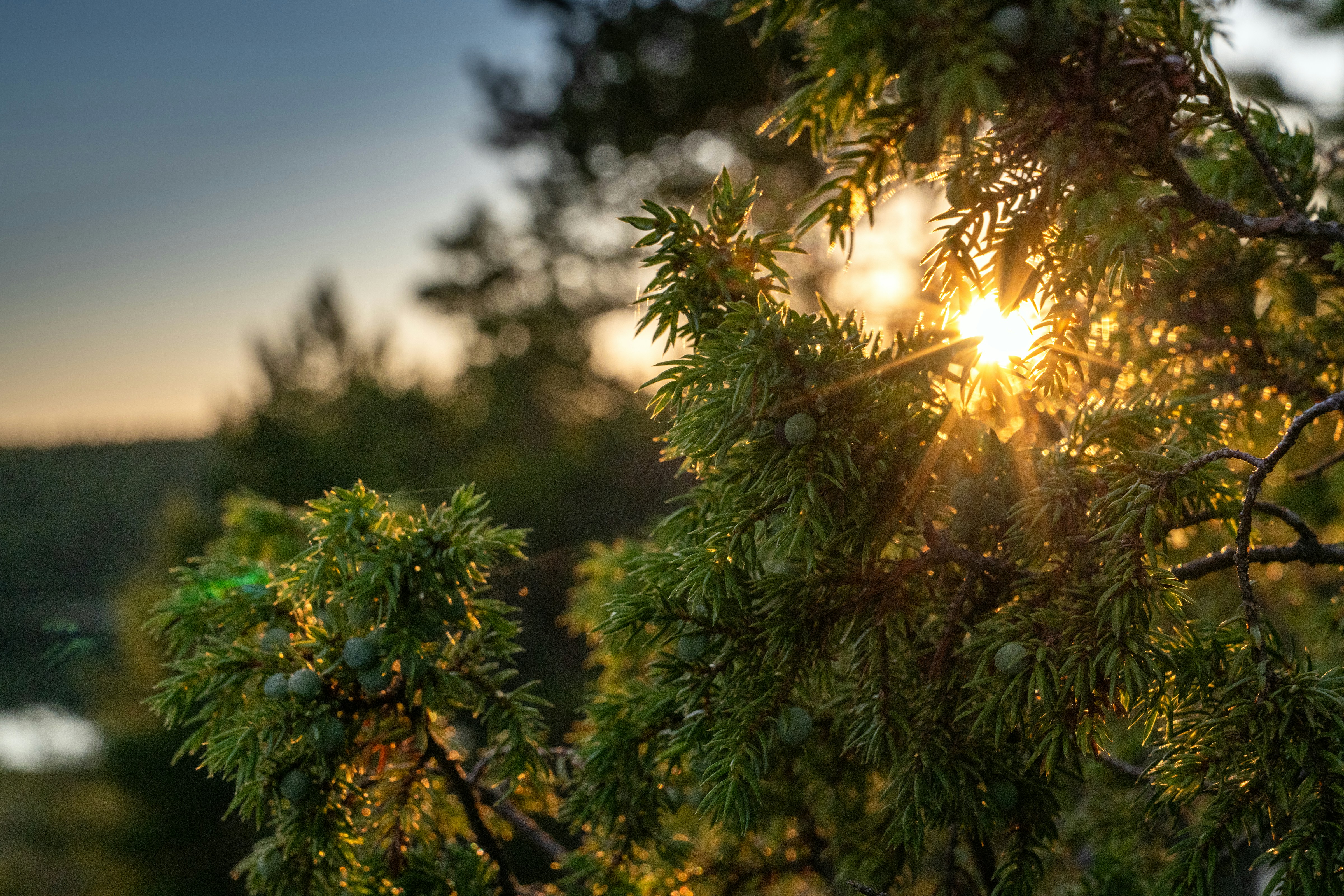 A juniper branch with small berries backlit by a low golden sun