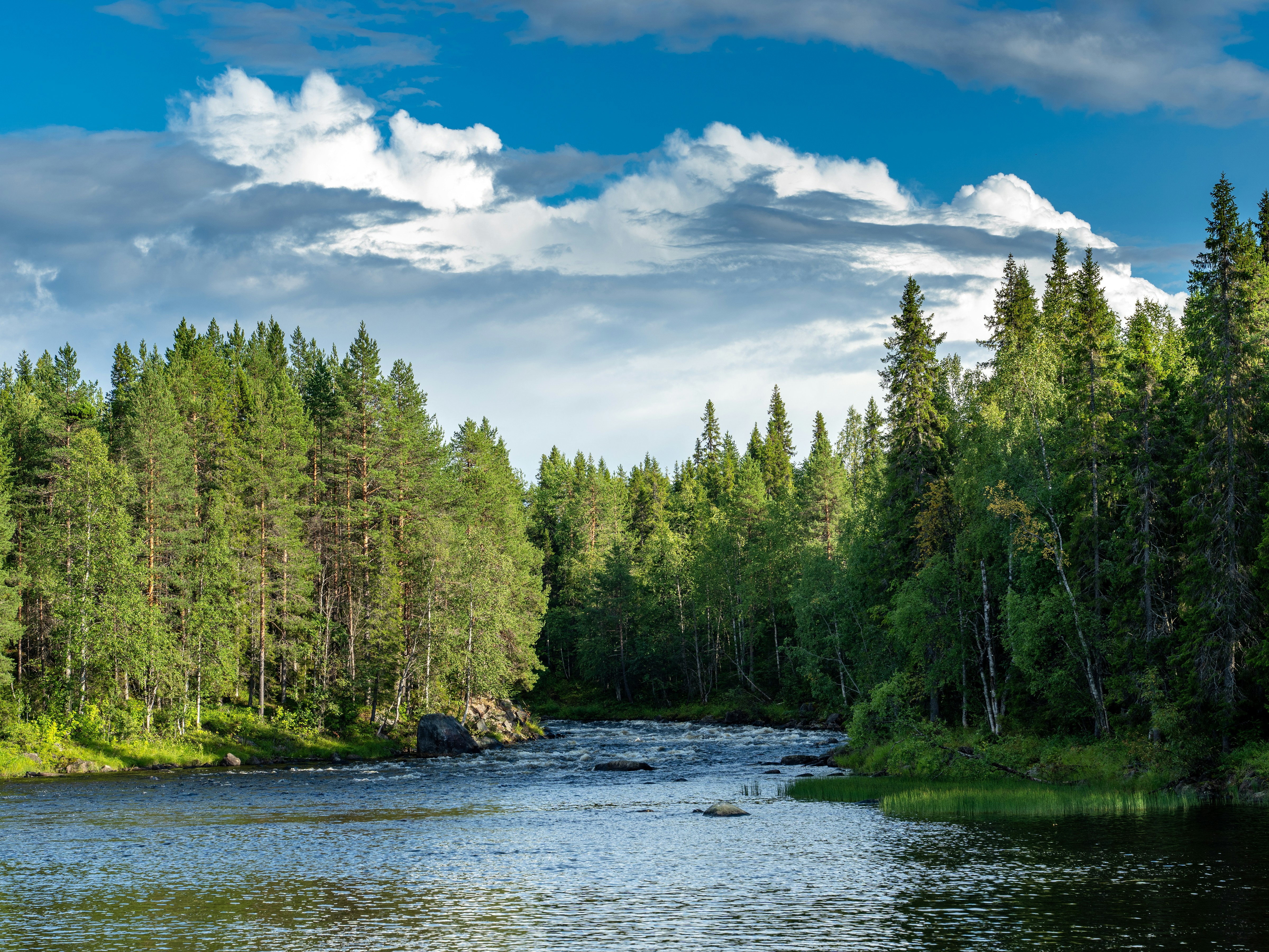 A river flowing through a dense pine forest under a blue sky with clouds