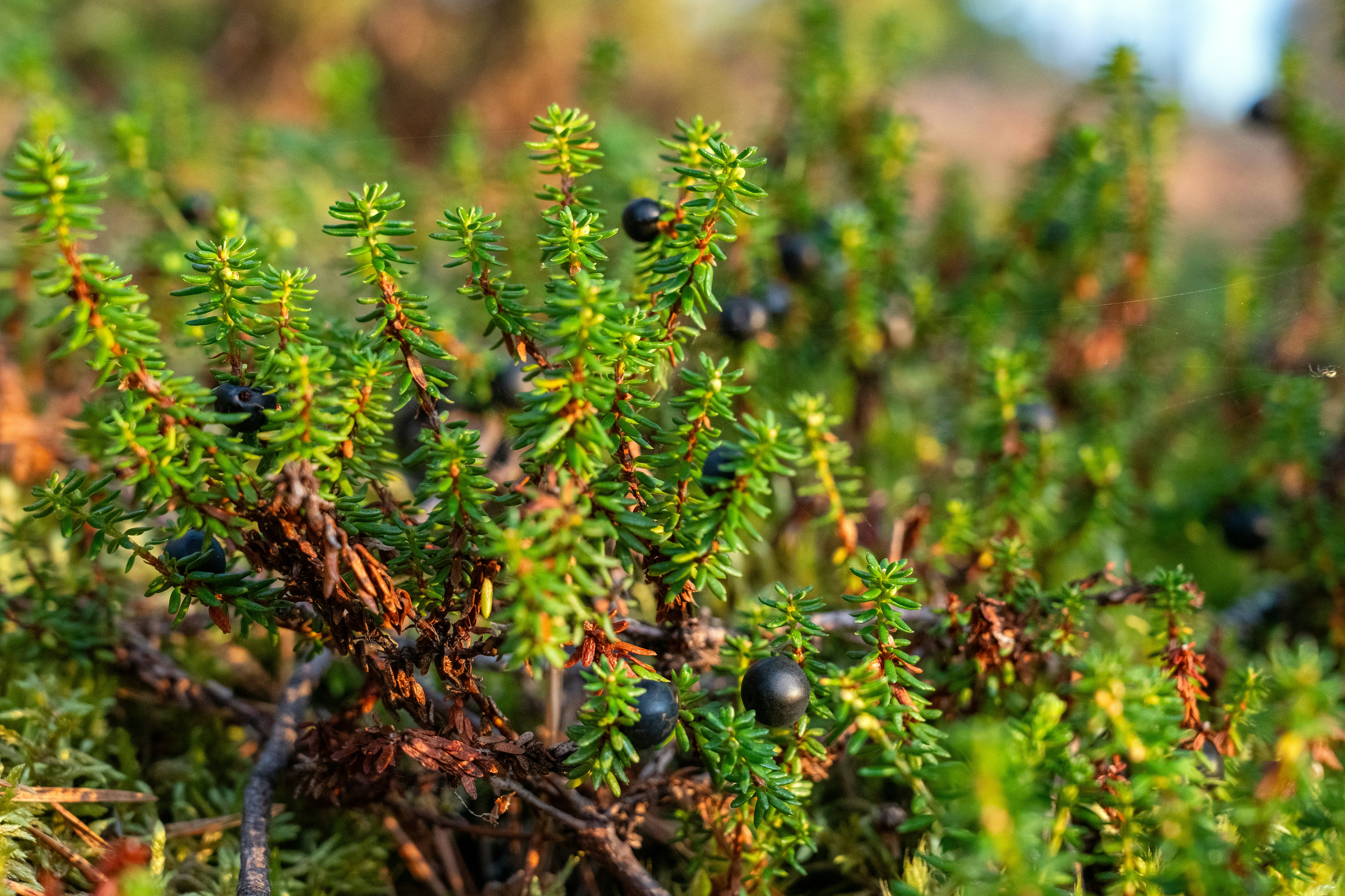 Crowberries growing on a low green shrub in a sunlit forest