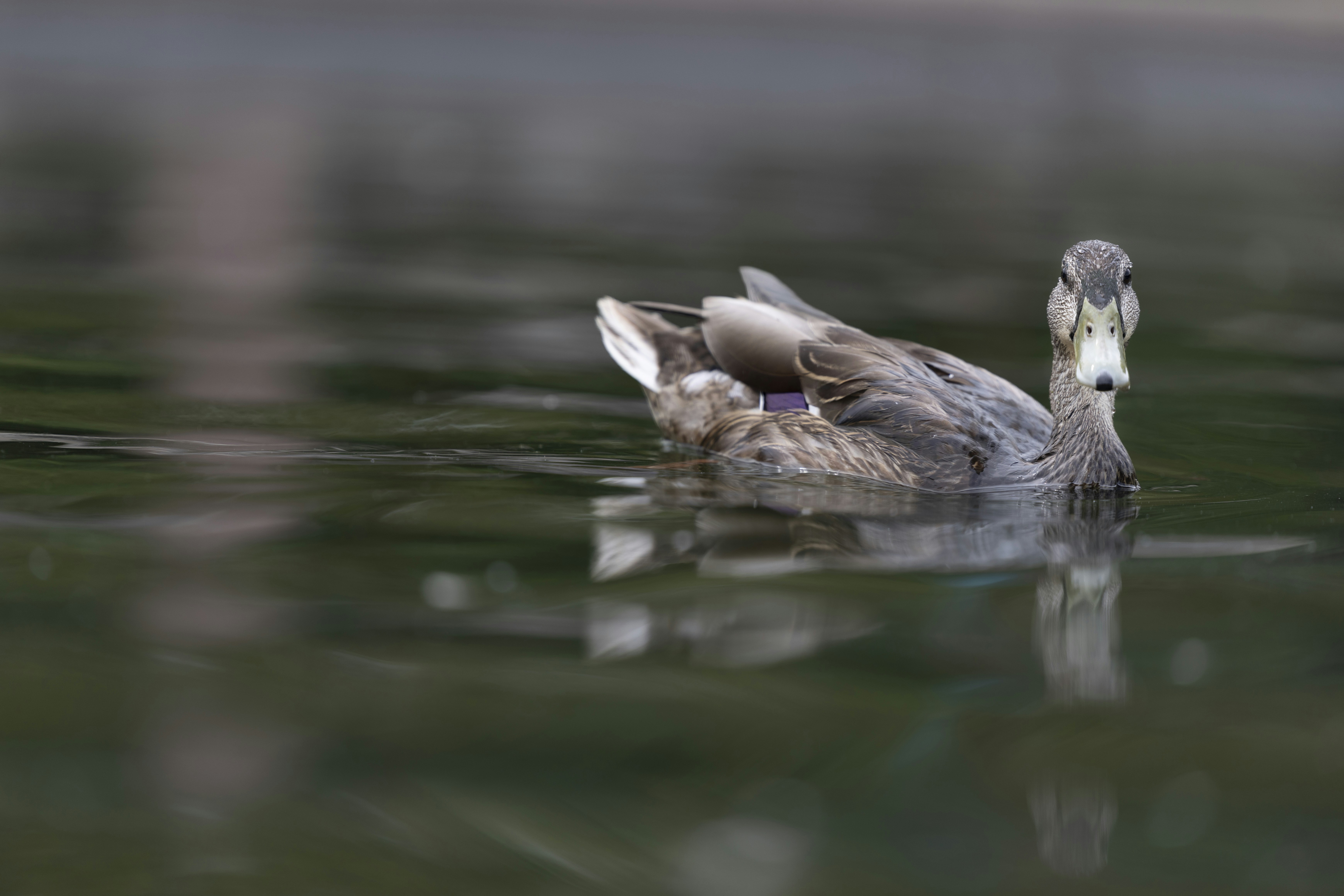 A brown duck swimming on dark water with a soft reflection
