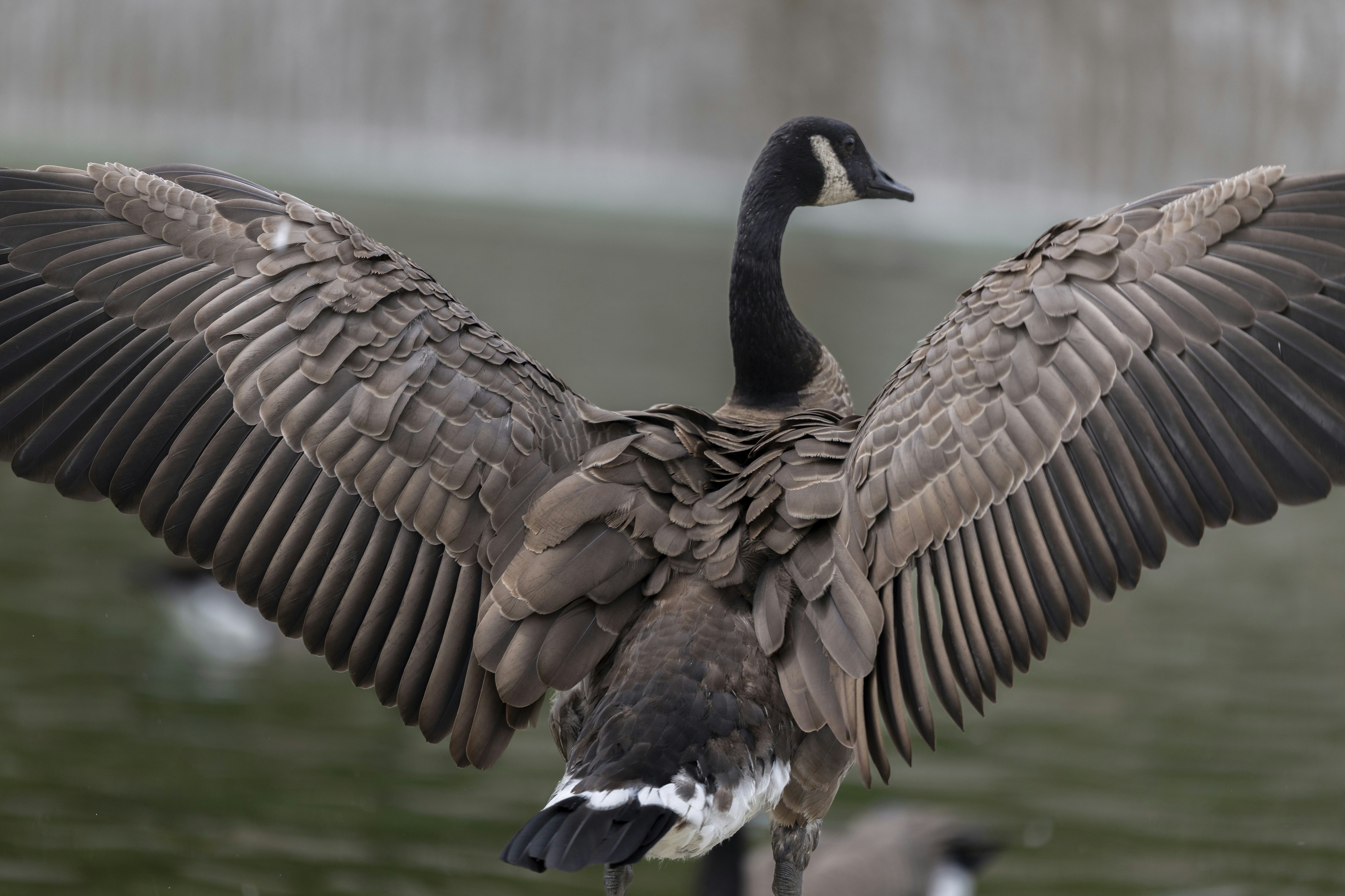 A Canada goose with wings fully spread above a calm pond