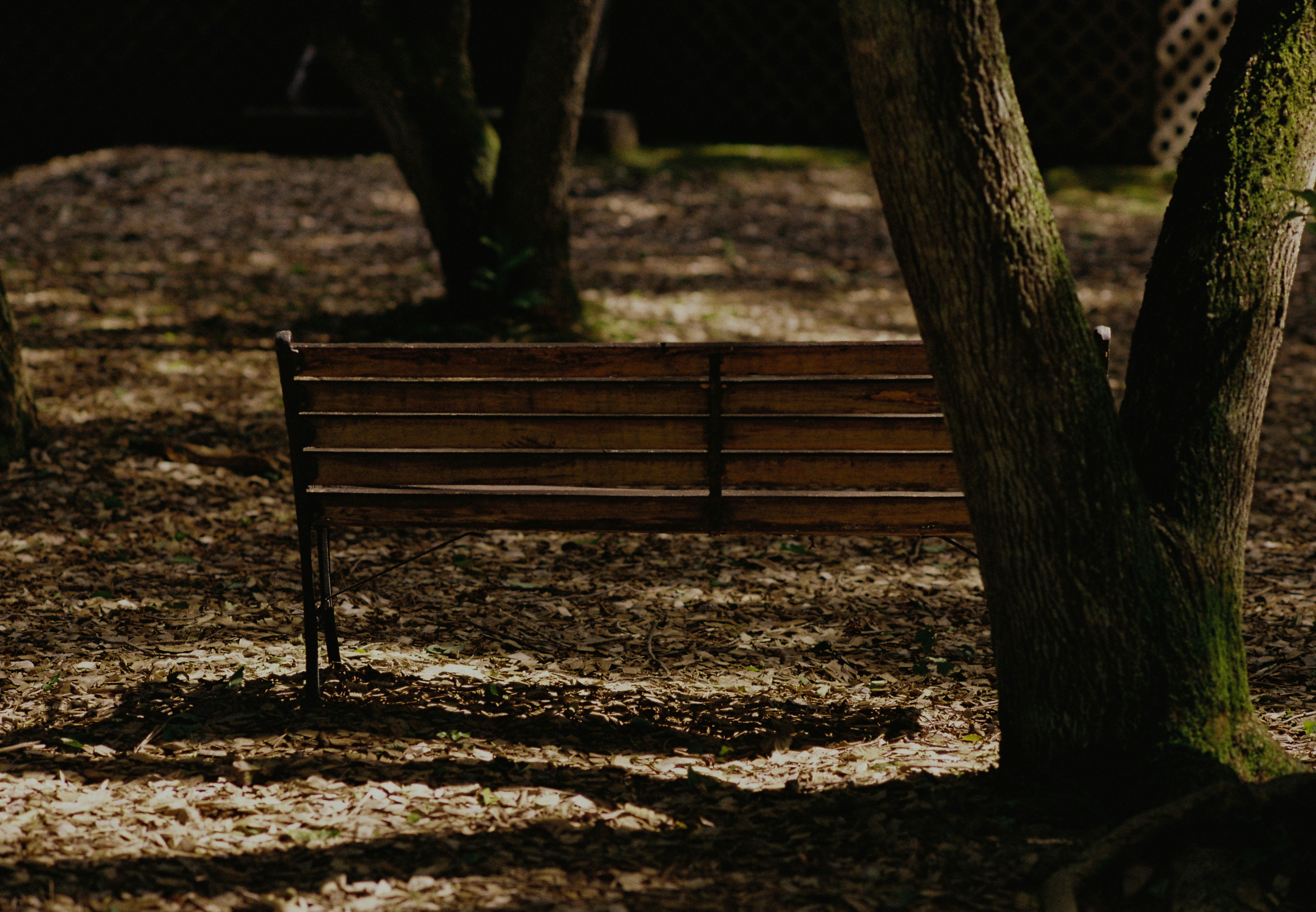 Wooden bench on fallen leaves