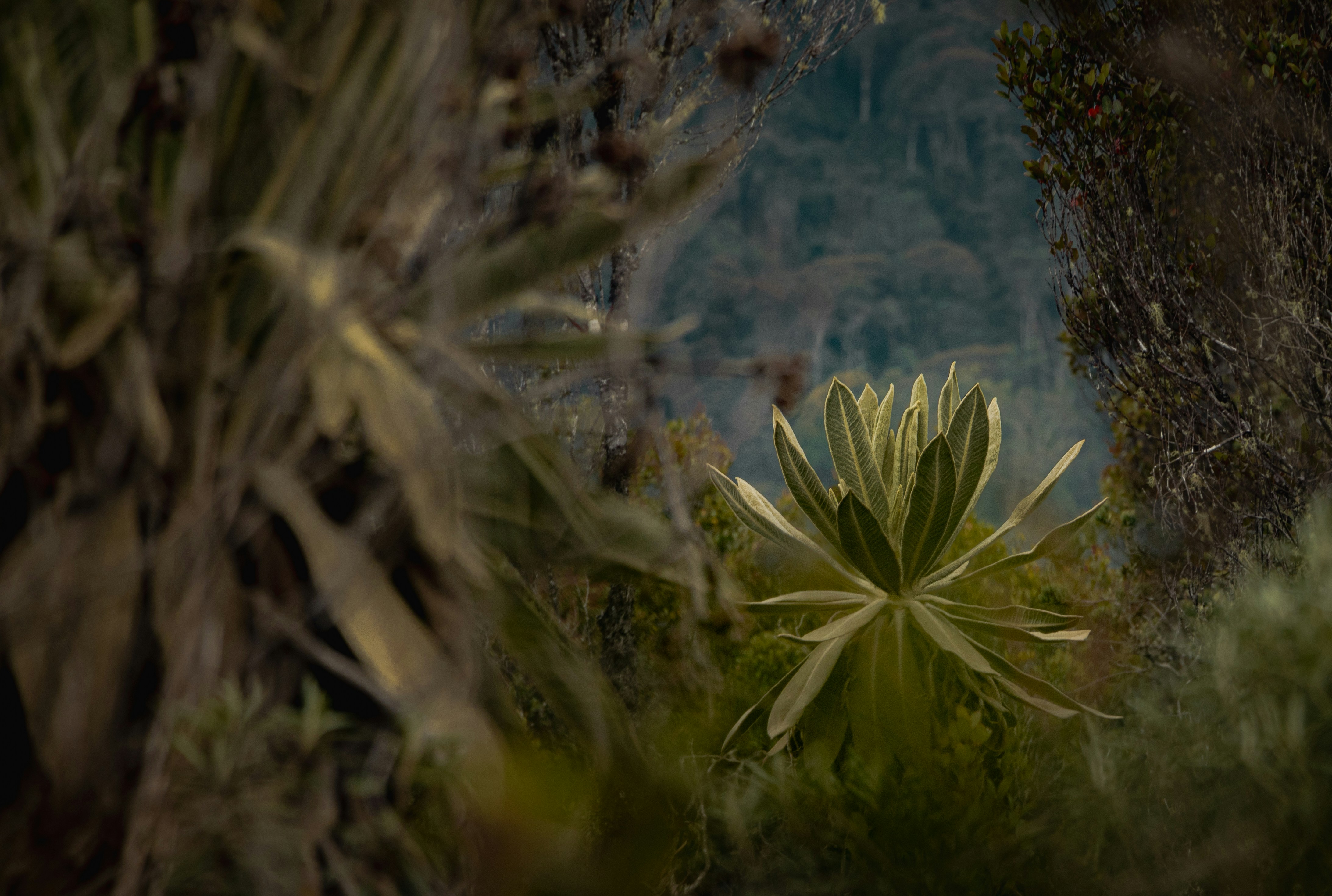 A rosette of long green leaves in a misty mountain forest