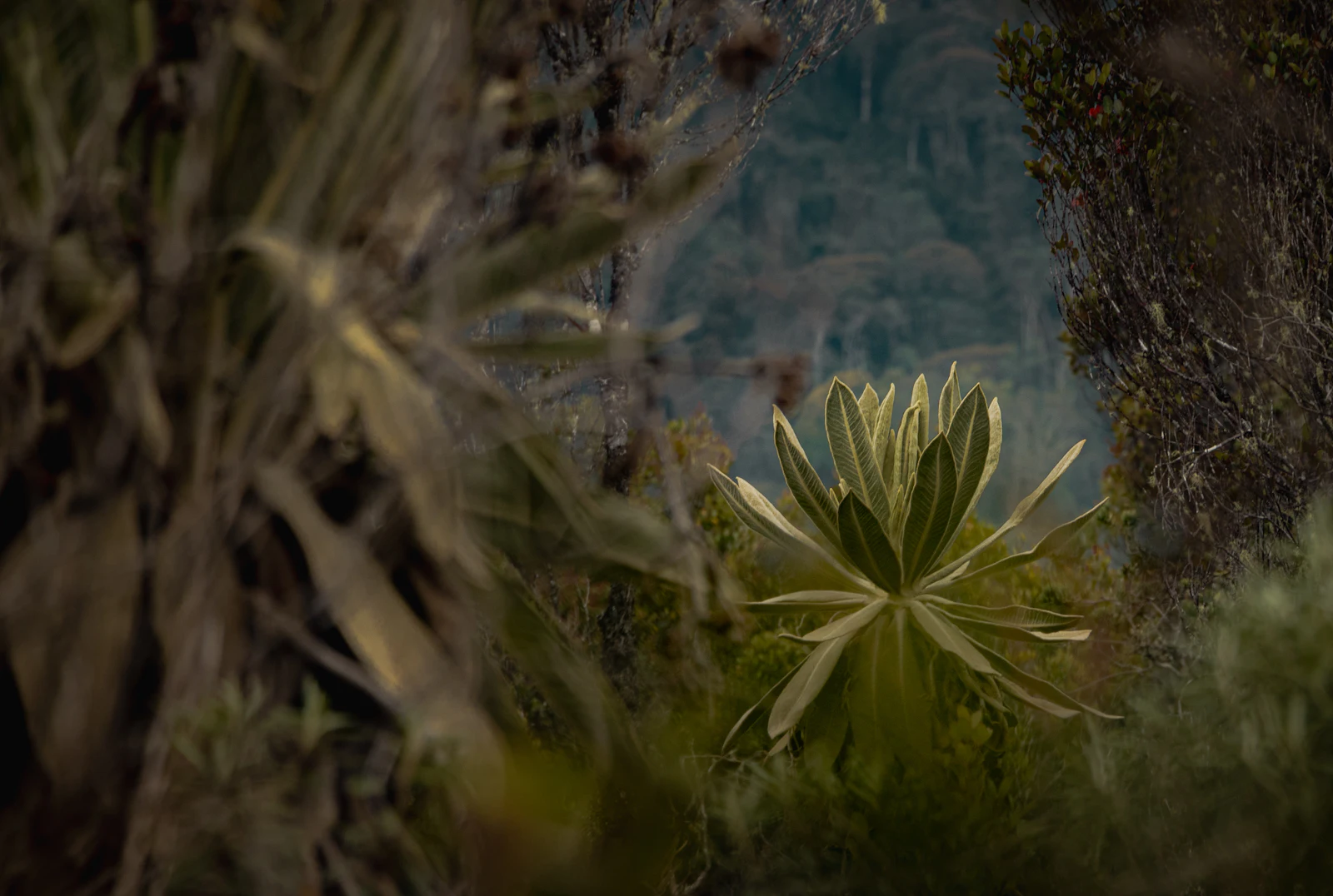 La roseta de un frailejón en un bosque de montaña con niebla