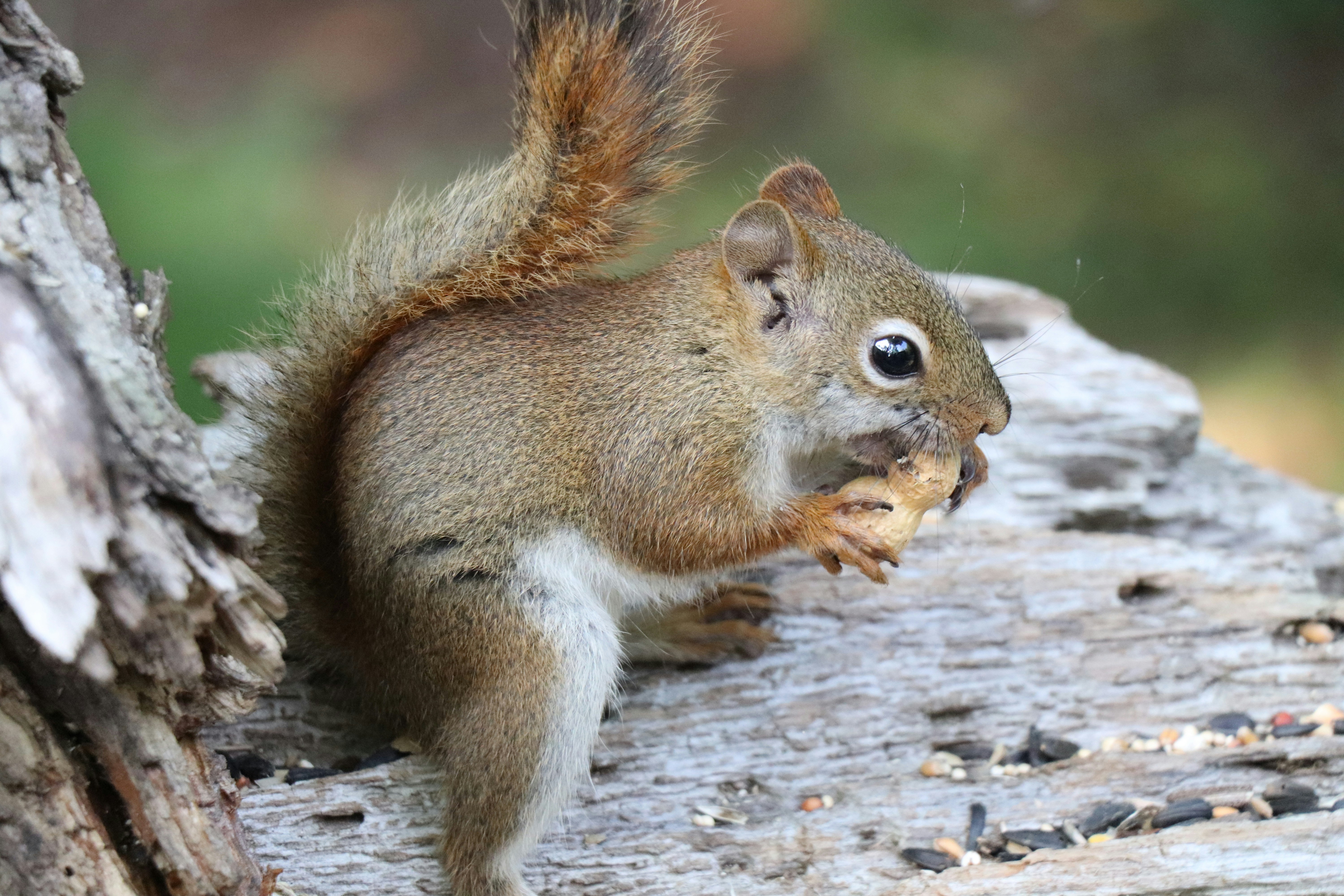 A small red squirrel eating a peanut on a weathered wooden log