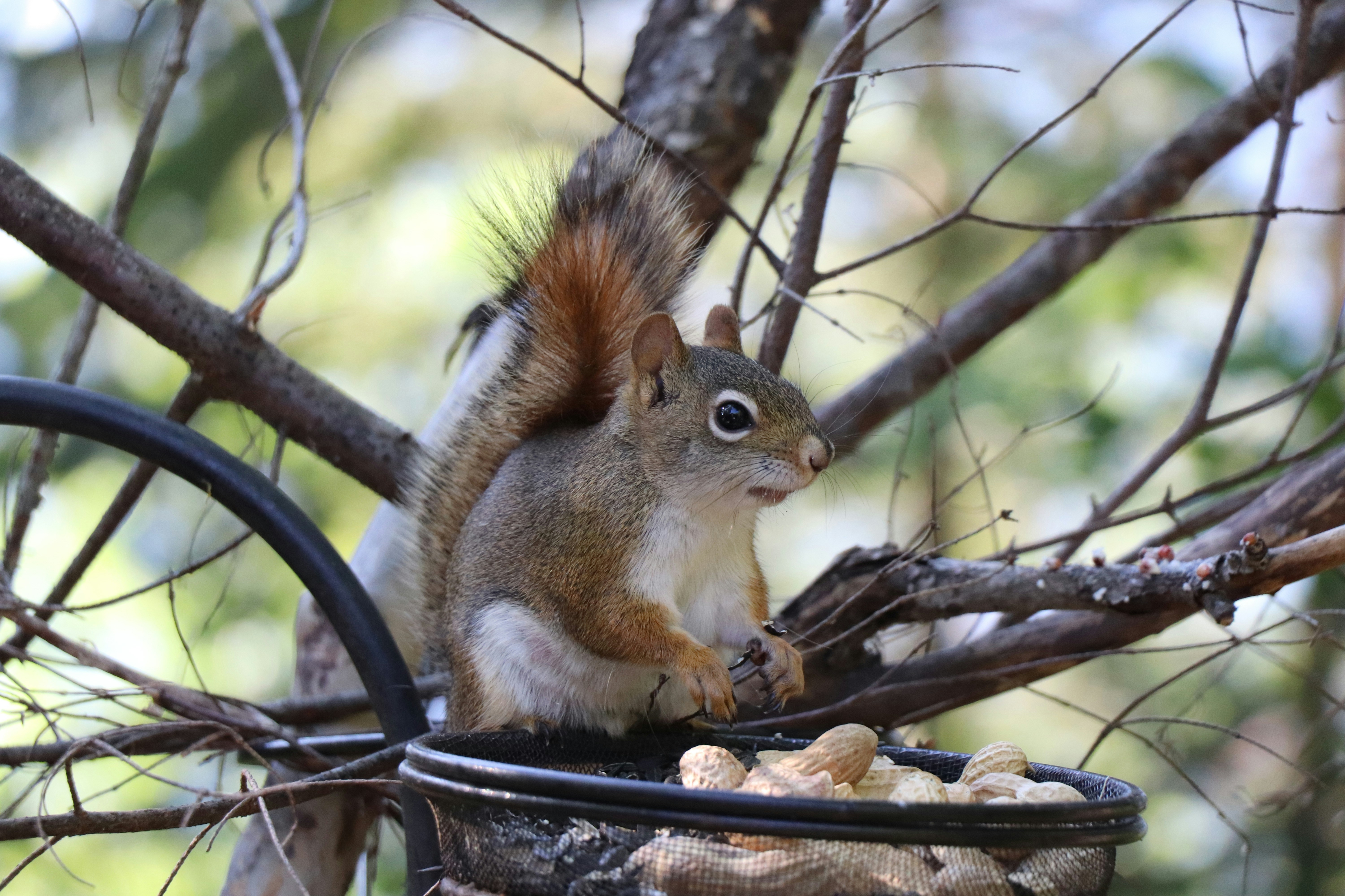 A red squirrel eating peanuts from a metal feeder in a tree