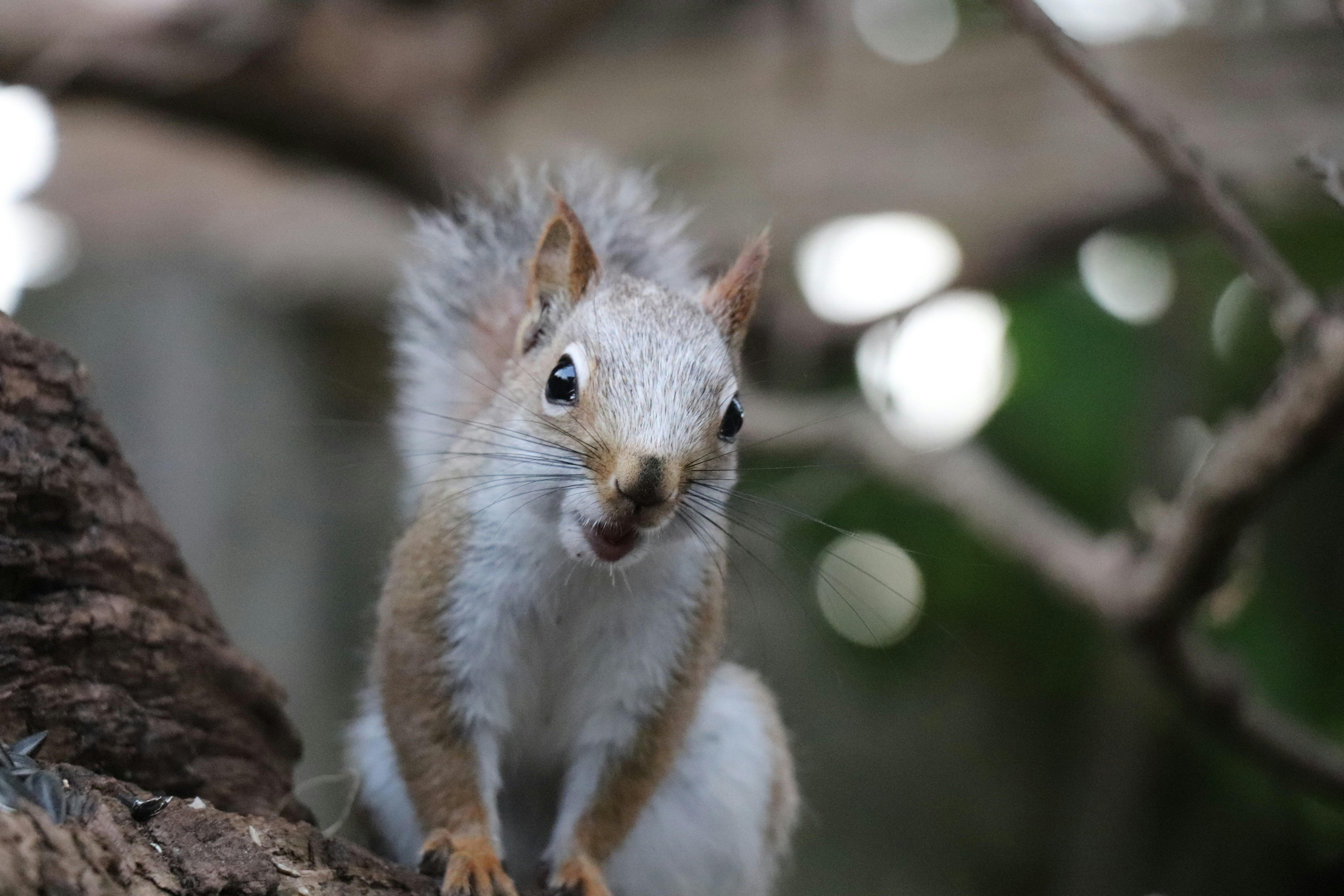 A squirrel with light brown and white fur perched on a tree branch