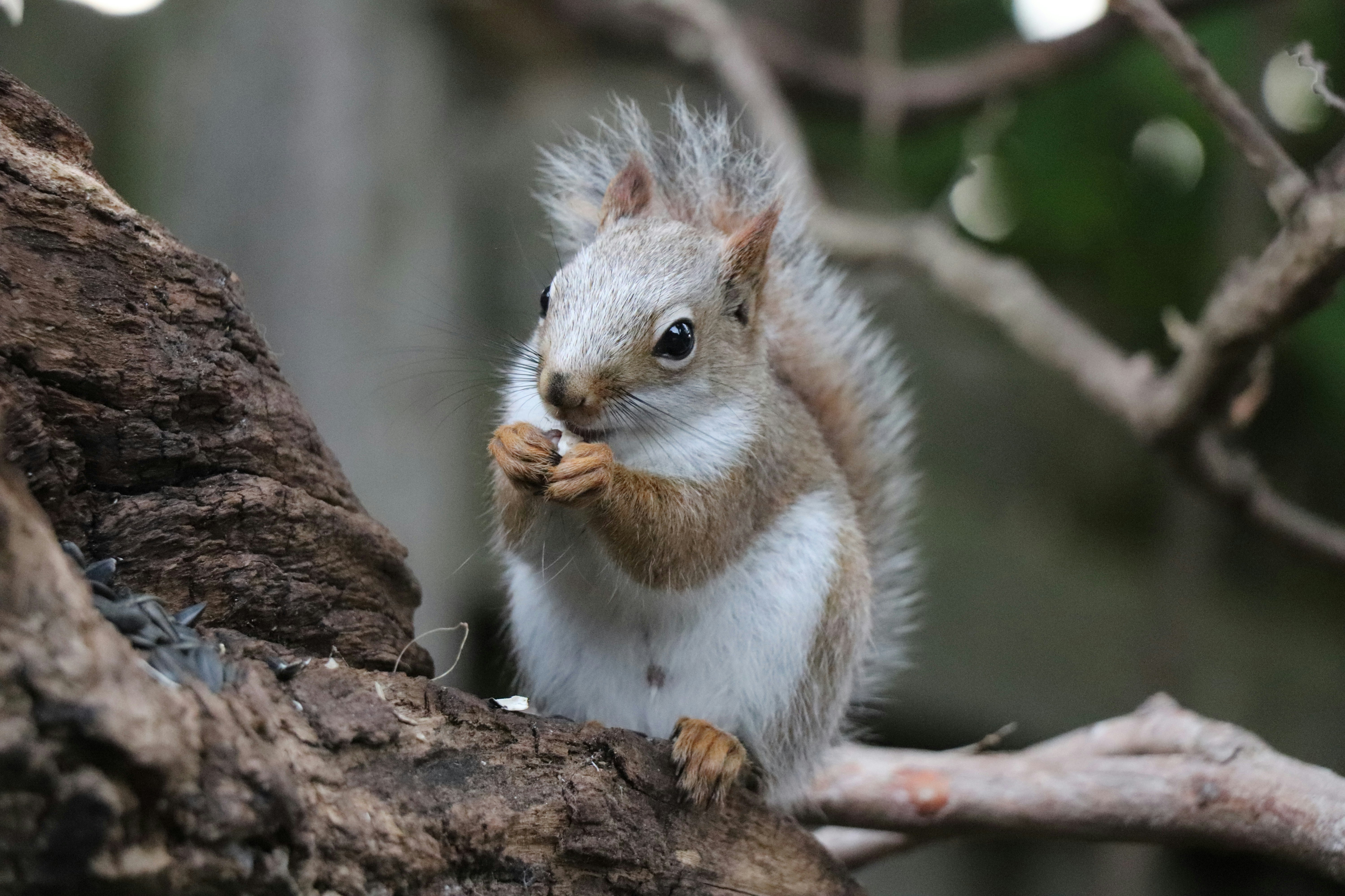 A small squirrel with brown and white fur eating a seed on a tree branch