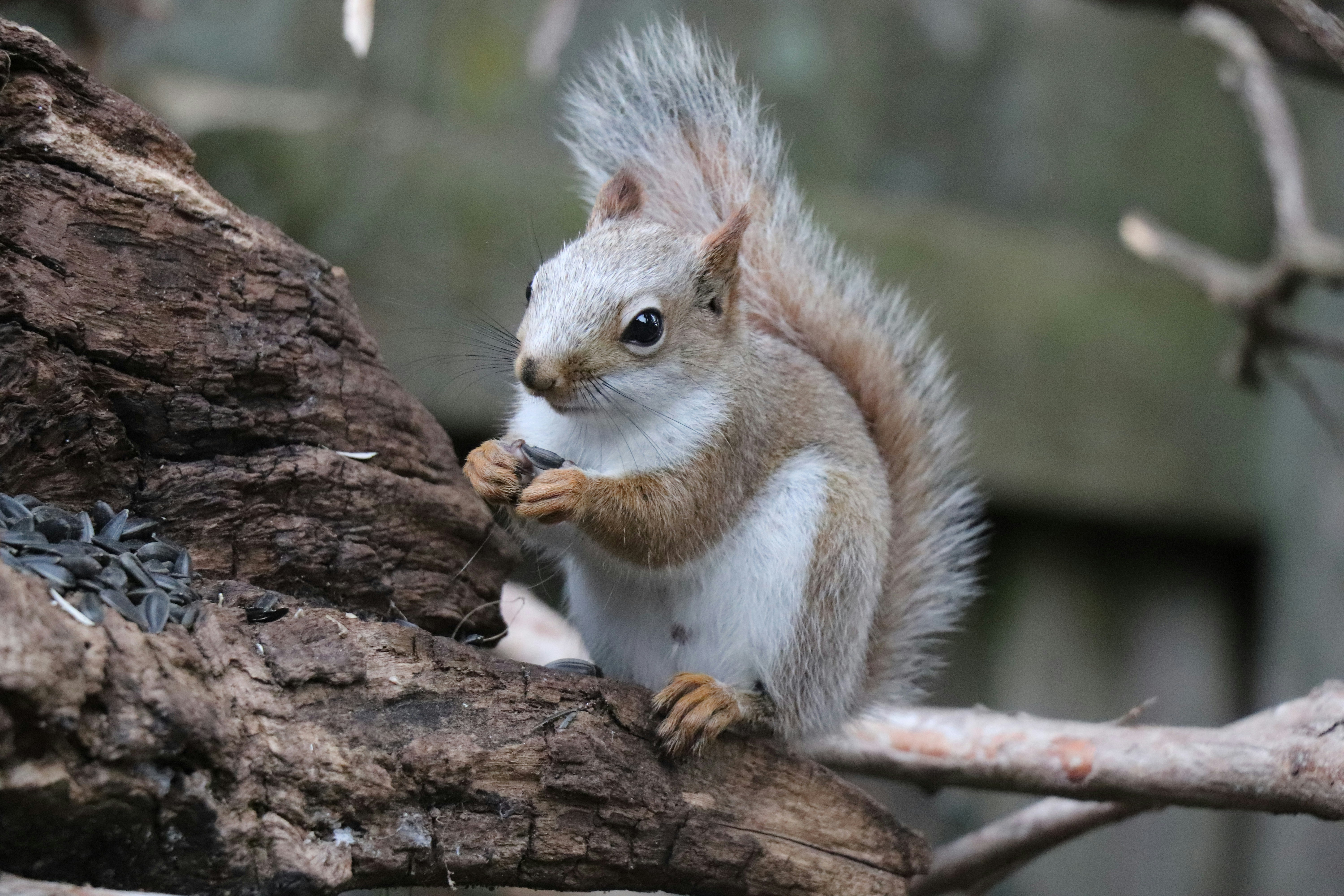 A red squirrel holding a sunflower seed on a weathered tree branch