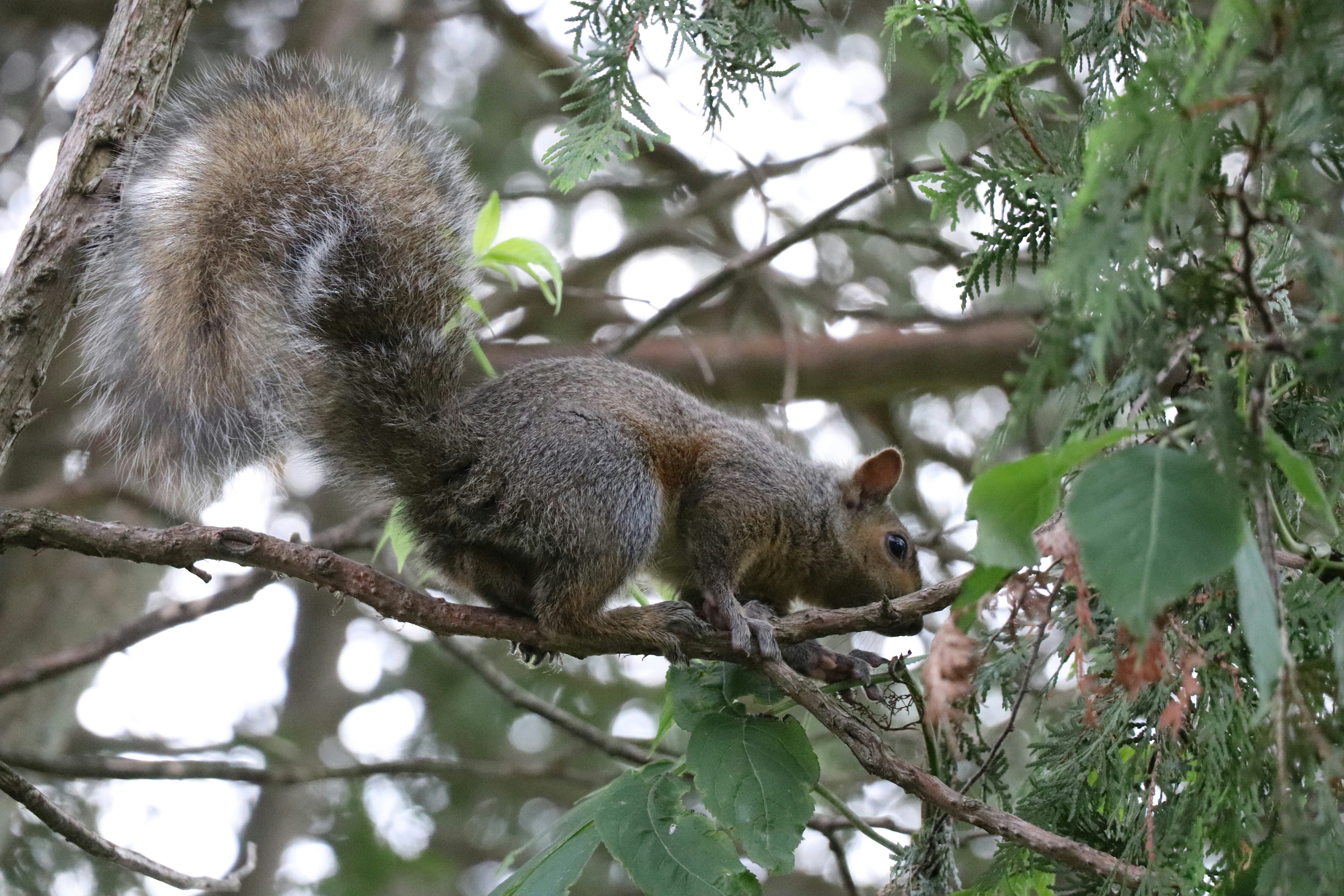 A grey squirrel with a bushy tail perched on a thin tree branch