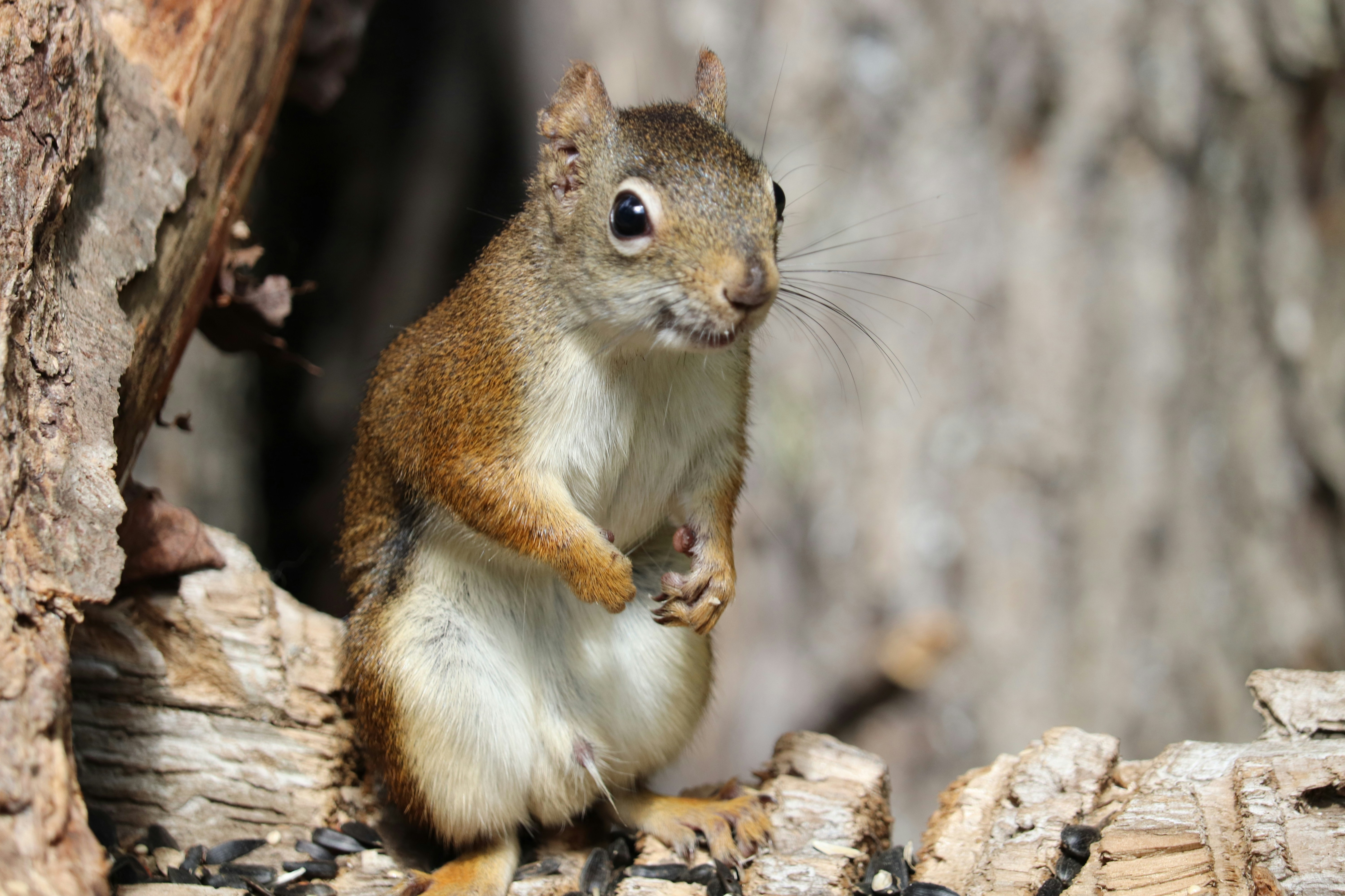 A small red squirrel perched on a textured tree trunk