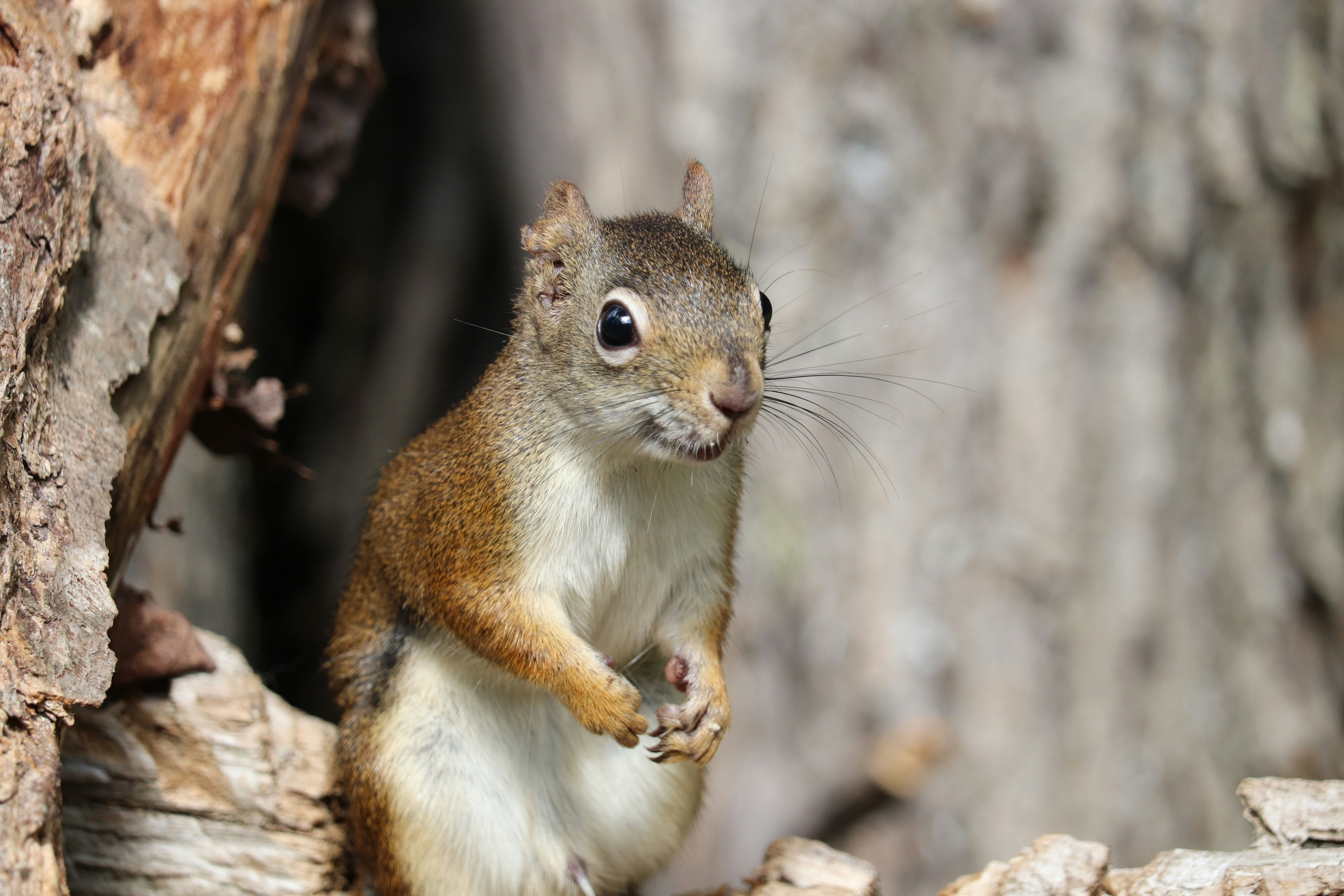 A small red squirrel standing on a textured tree trunk in the forest