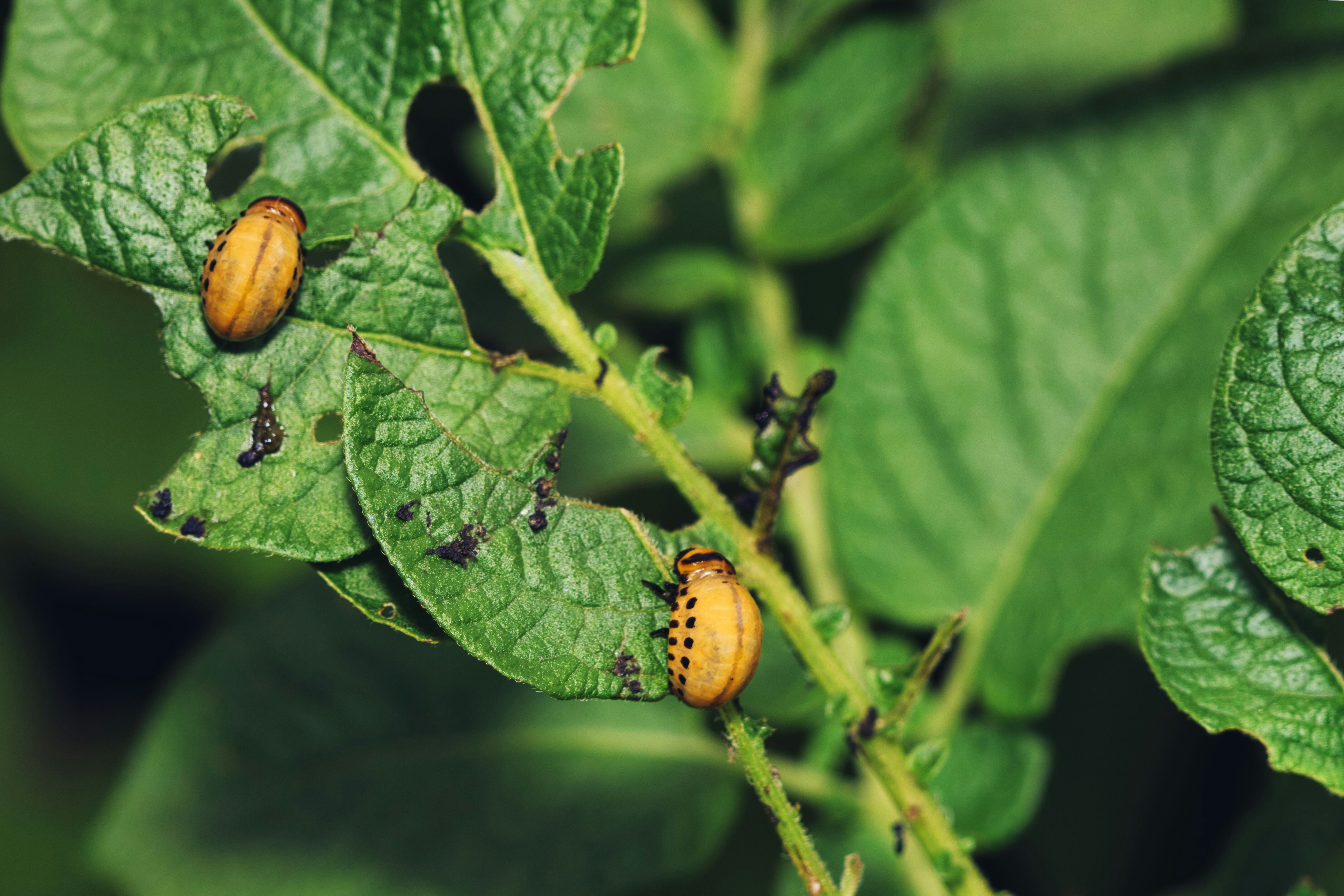 Two yellow Colorado potato beetle larvae on a green leaf with holes