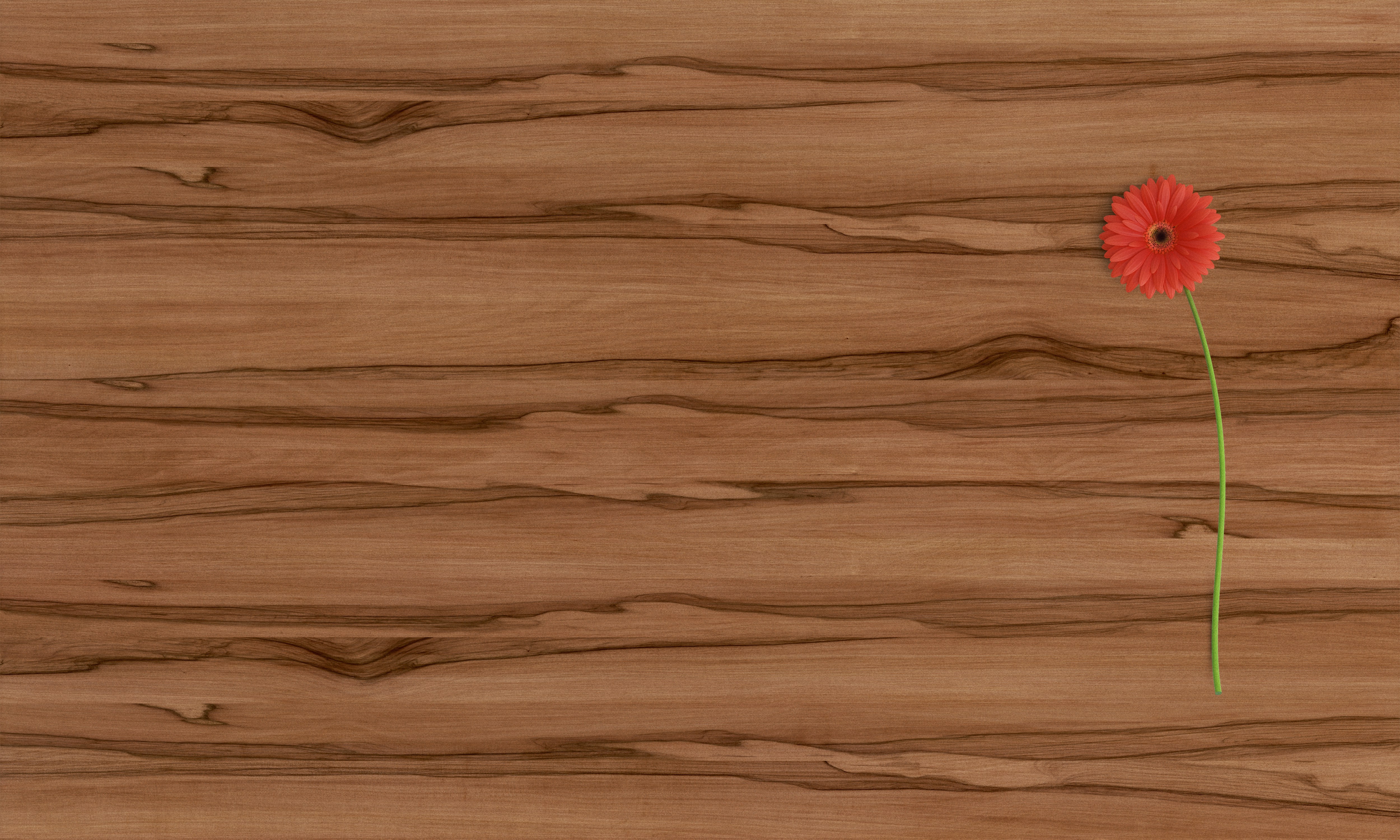 A single red gerbera daisy on a brown wood grain surface