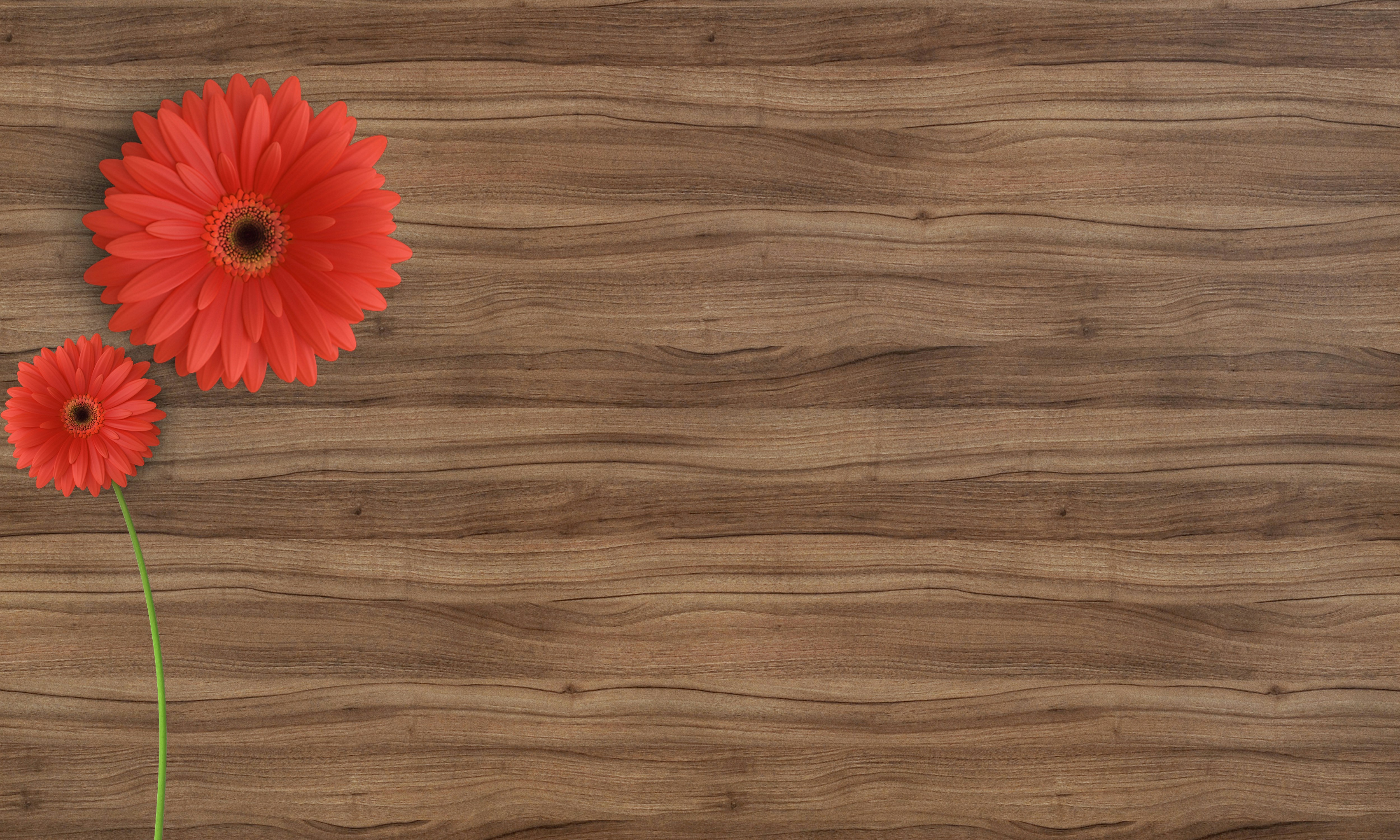 Two red gerbera daisies on a dark brown wooden surface