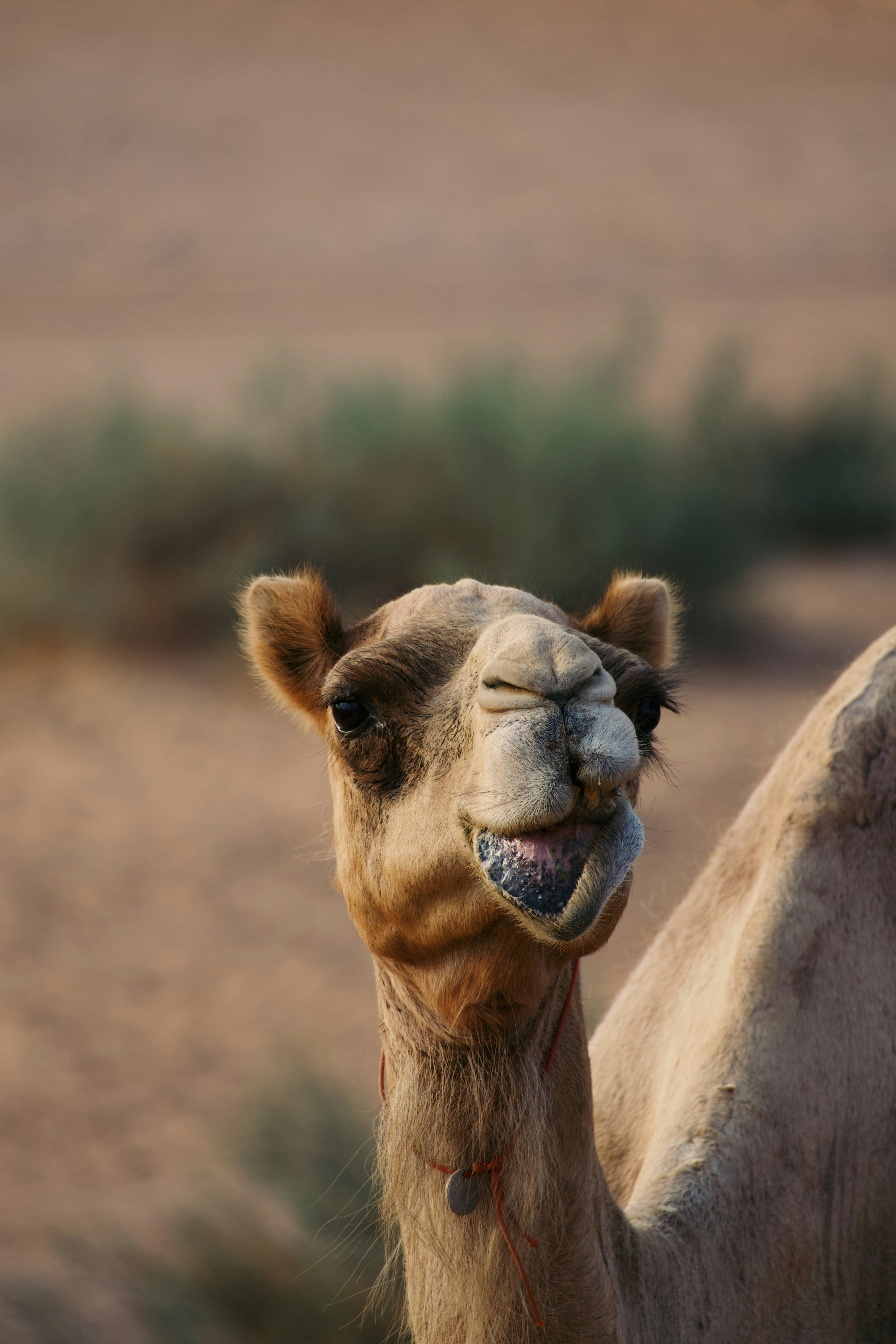A dromedary camel with its mouth open against a blurred desert background