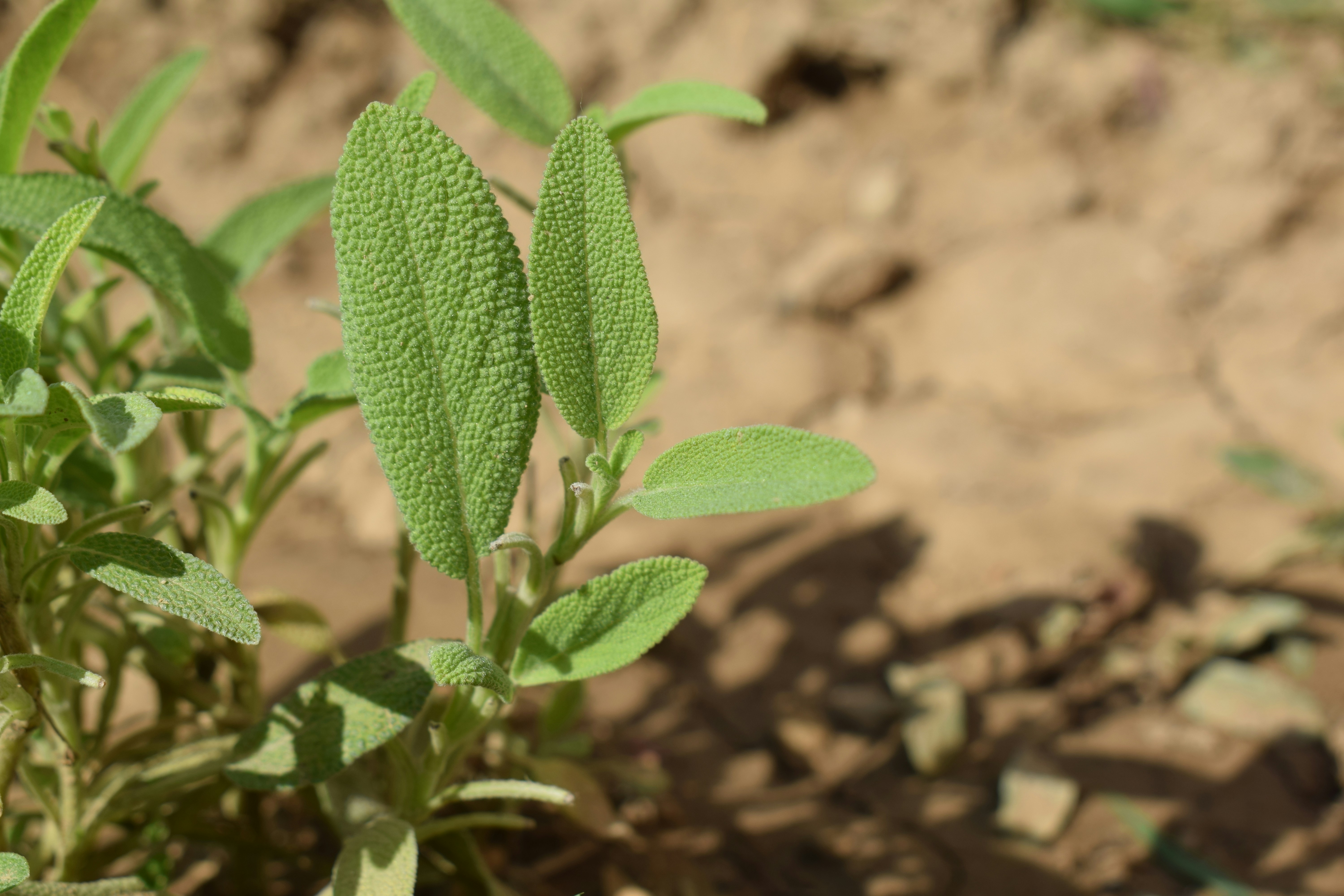 A green sage plant with textured leaves growing in dry brown soil