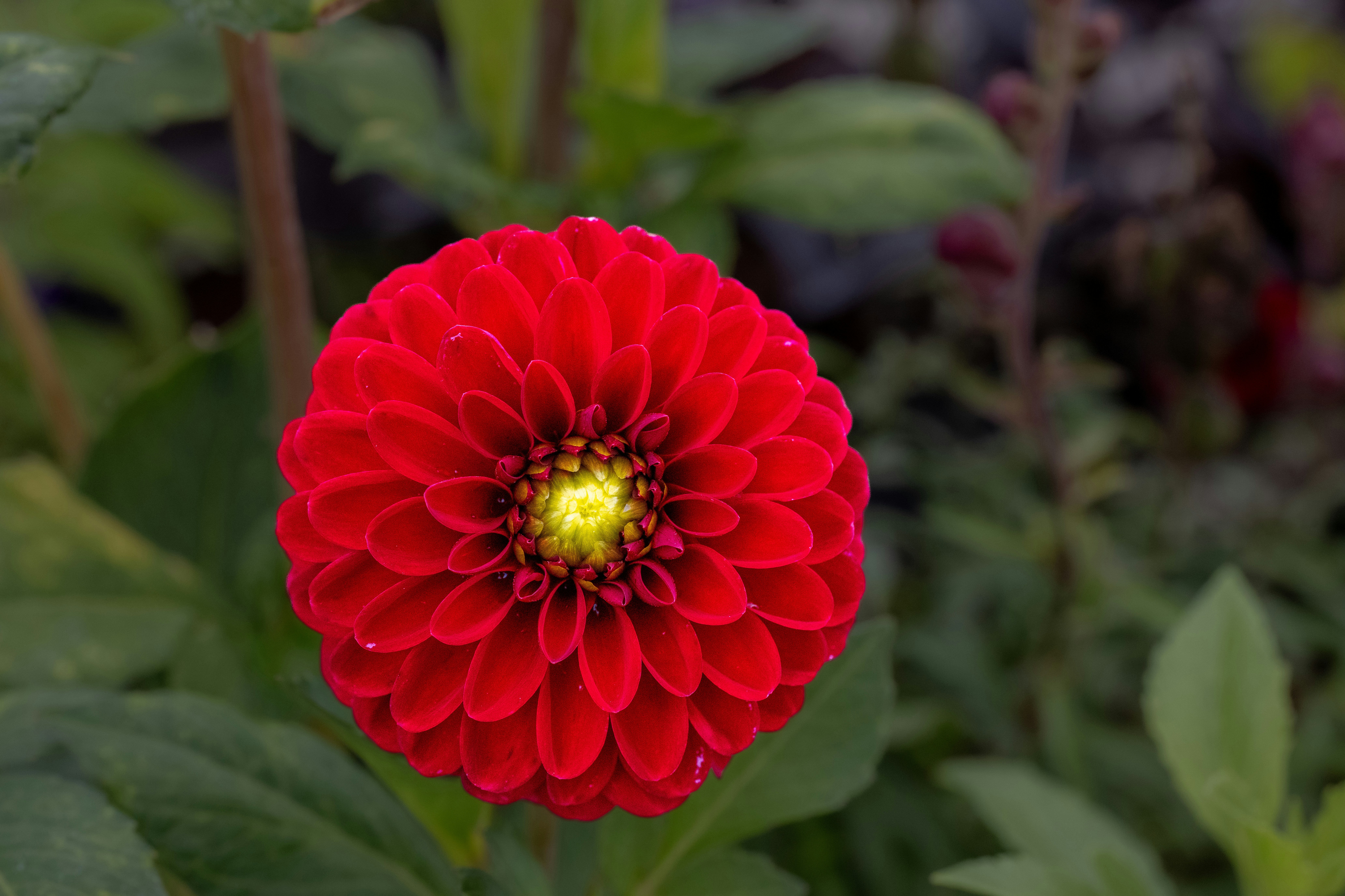 A vibrant red dahlia flower with a yellow center in a garden