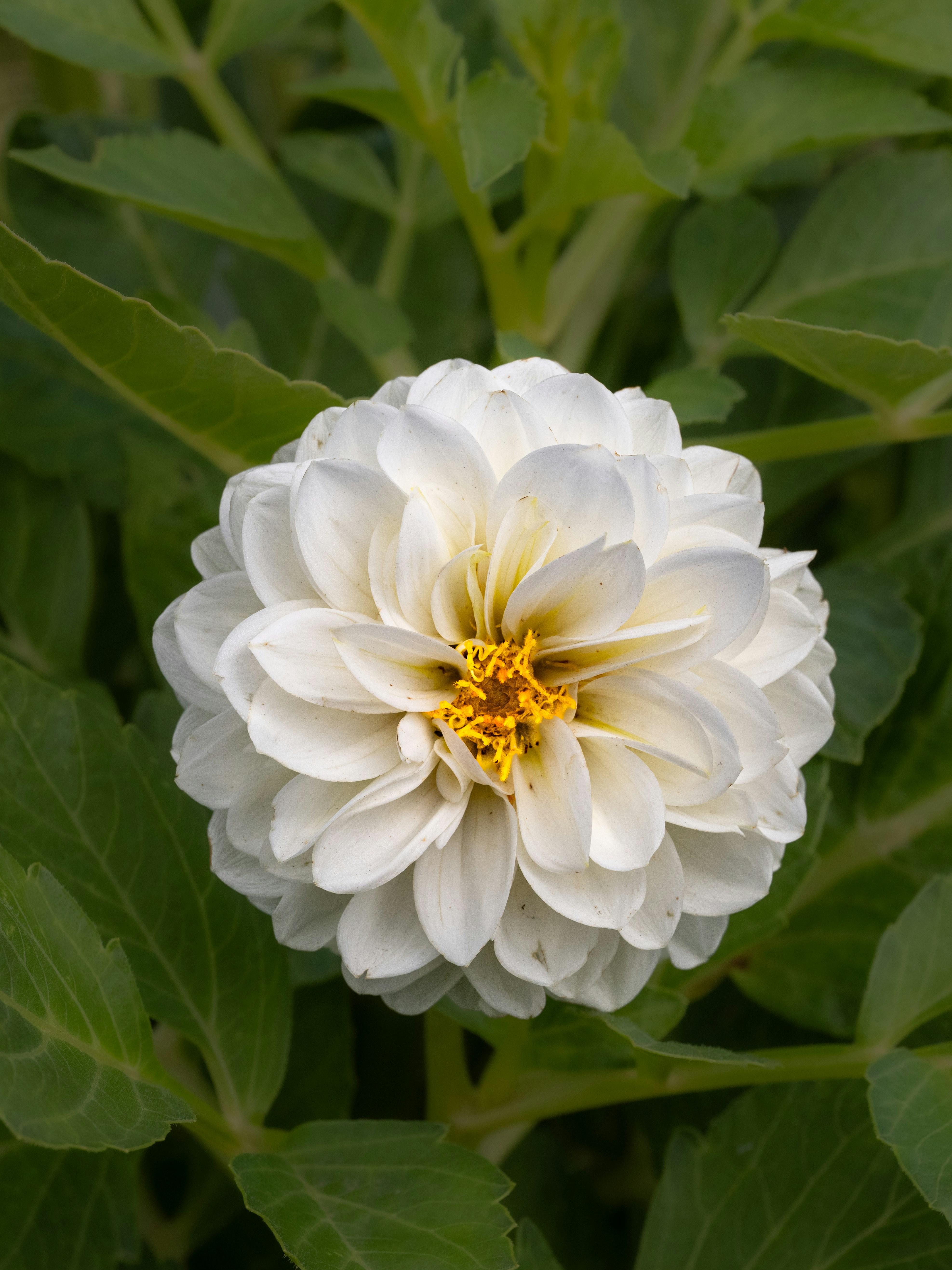 A white dahlia flower with a yellow center surrounded by green leaves