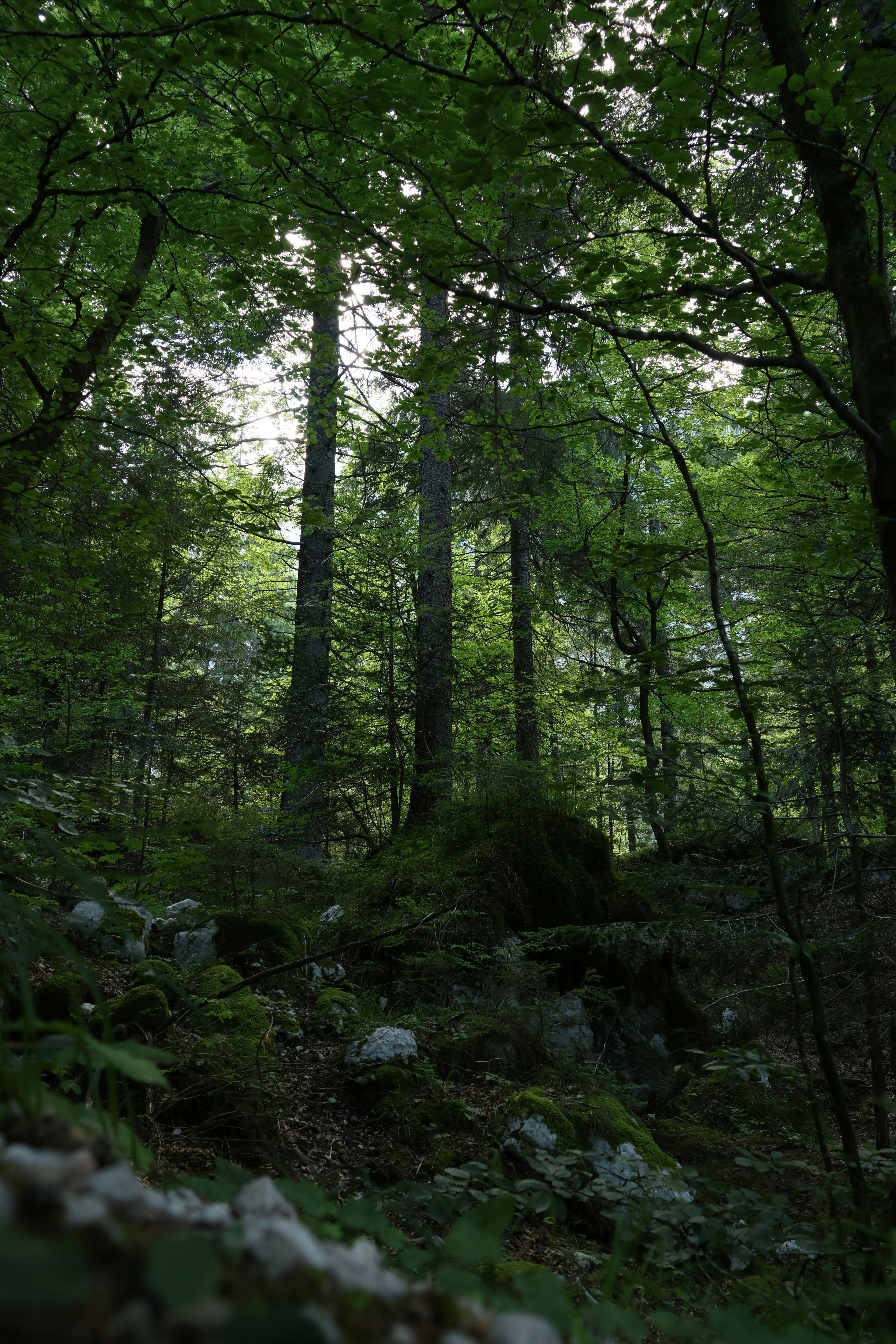 Tall trees in mossy forest - Free Photo on Unsplash
