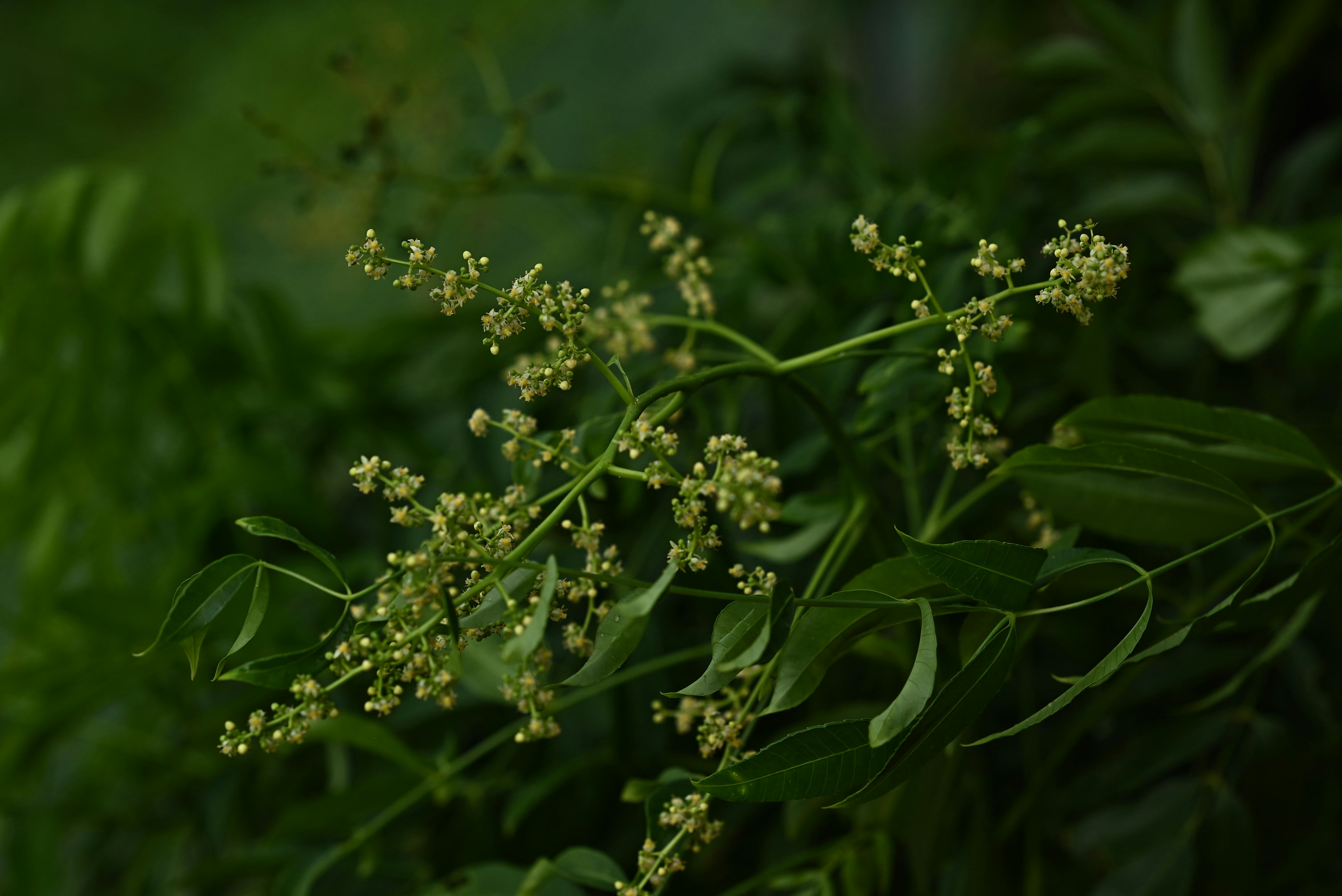 Piccoli fiori bianchi che sbocciano su un ramo verde di pianta a foglia di curry