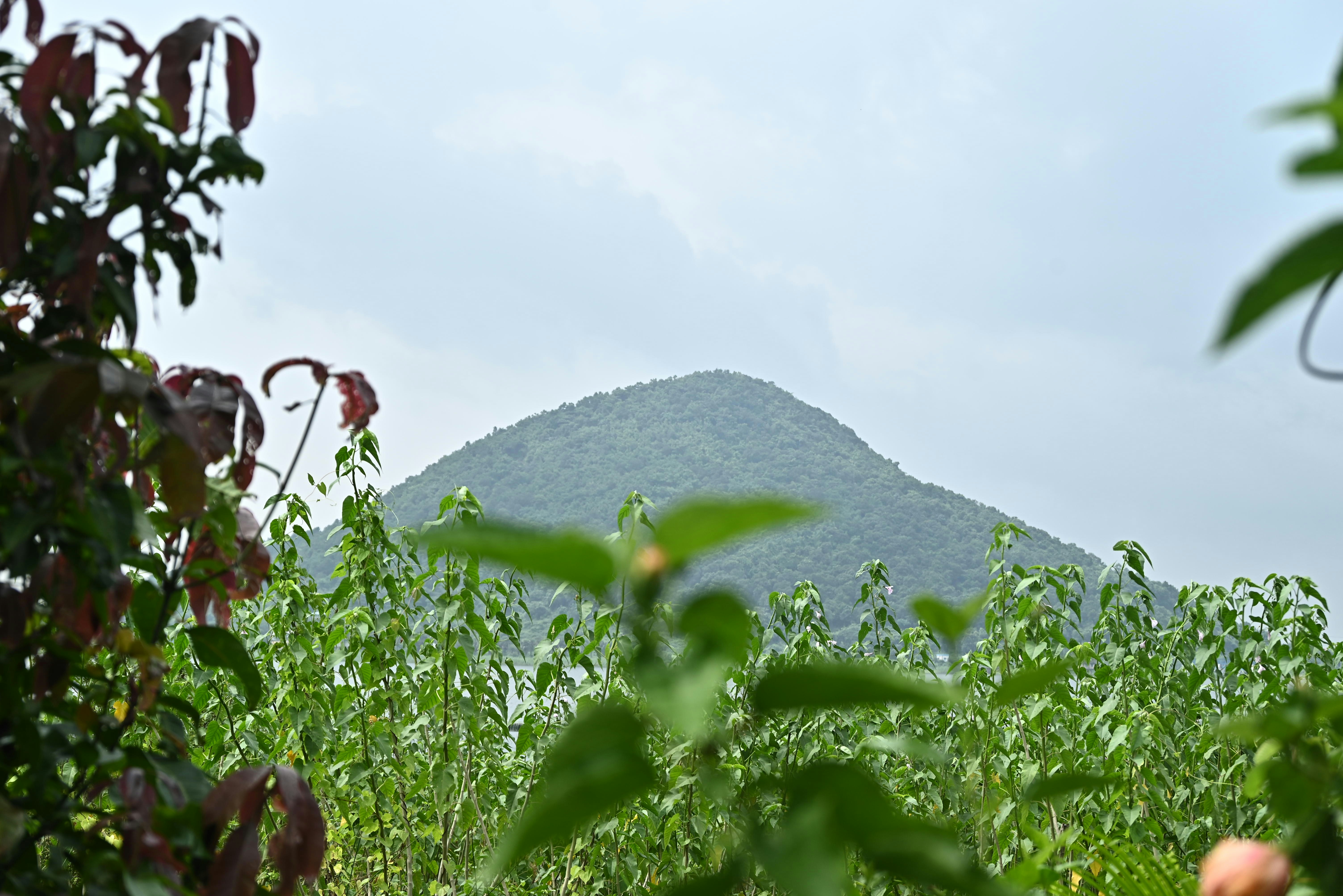 Una collina verde che si erge sopra alte piante sotto un cielo nuvoloso