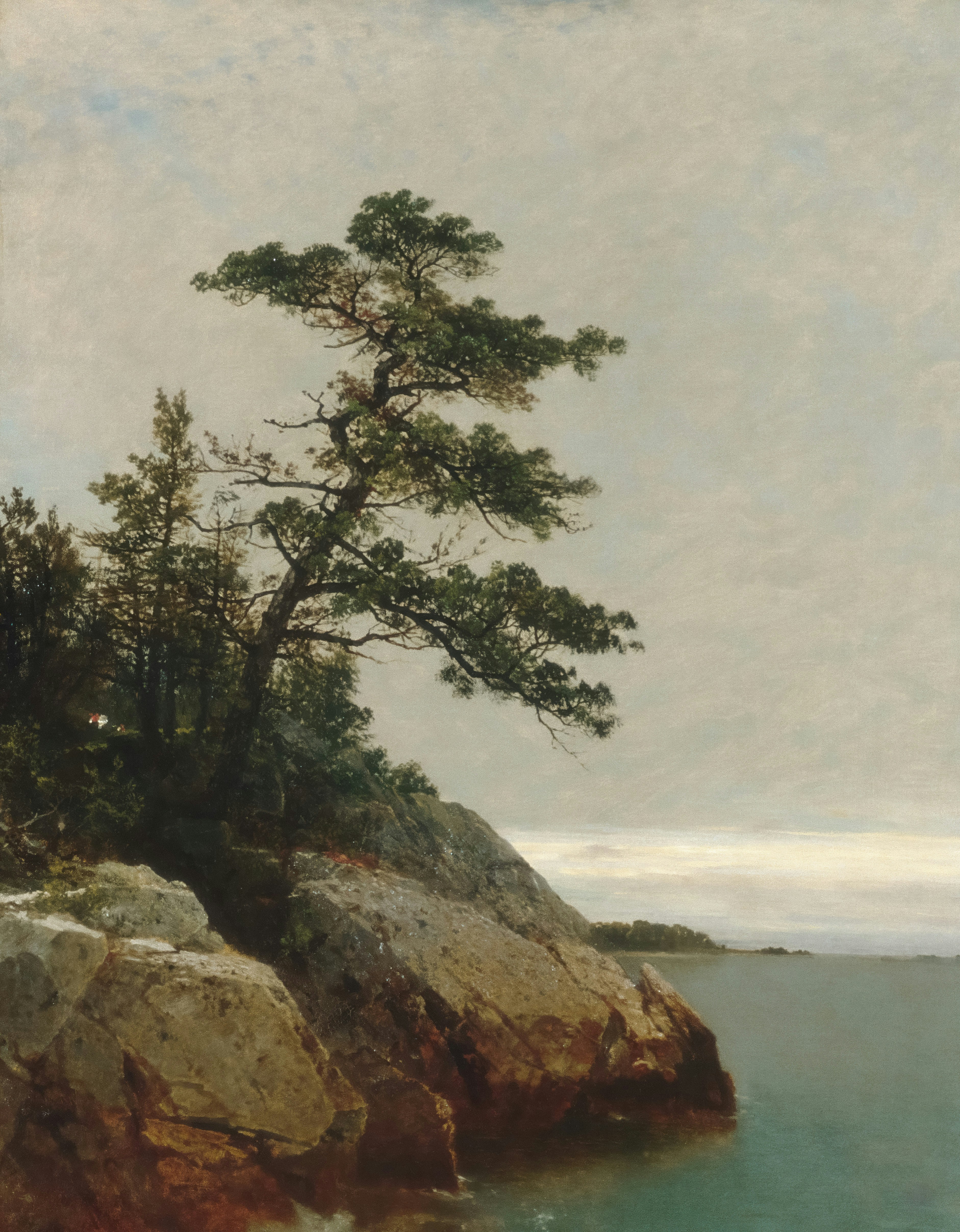 A lone pine tree leaning over a rocky cliff above calm water