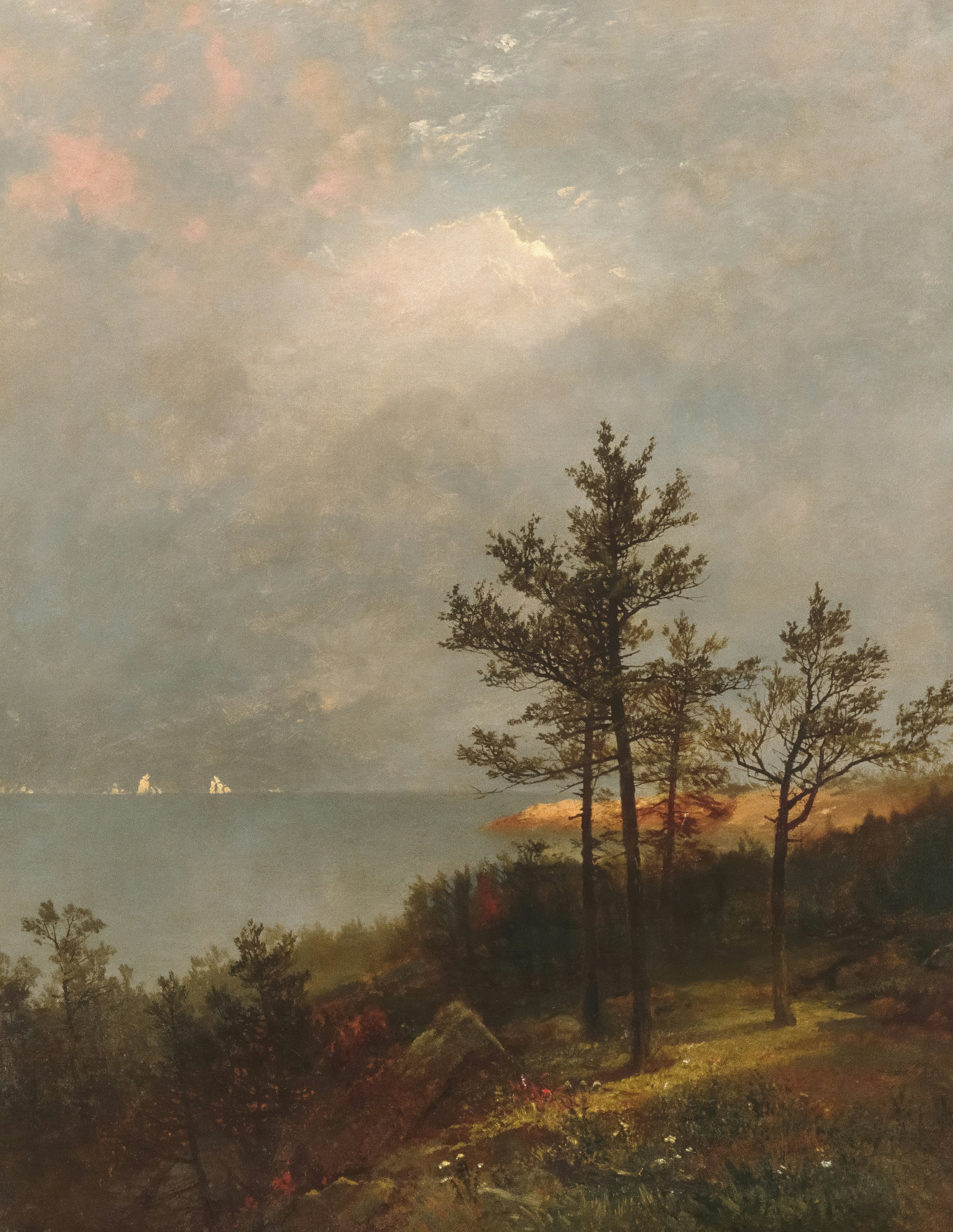 Three pine trees on a grassy cliff overlooking a calm sea under cloudy skies