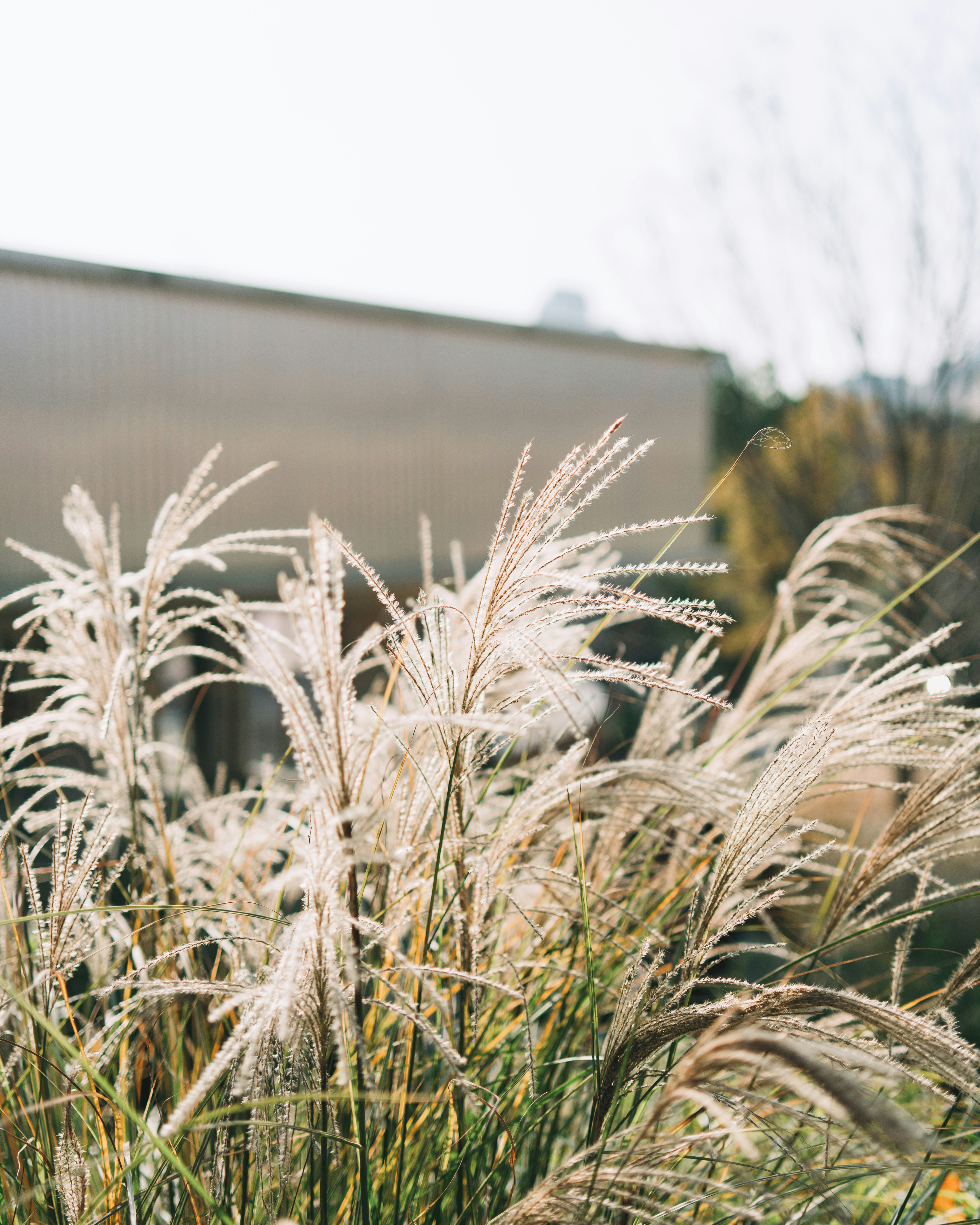 Tall feathery stalks of ornamental grass backlit by warm low sun
