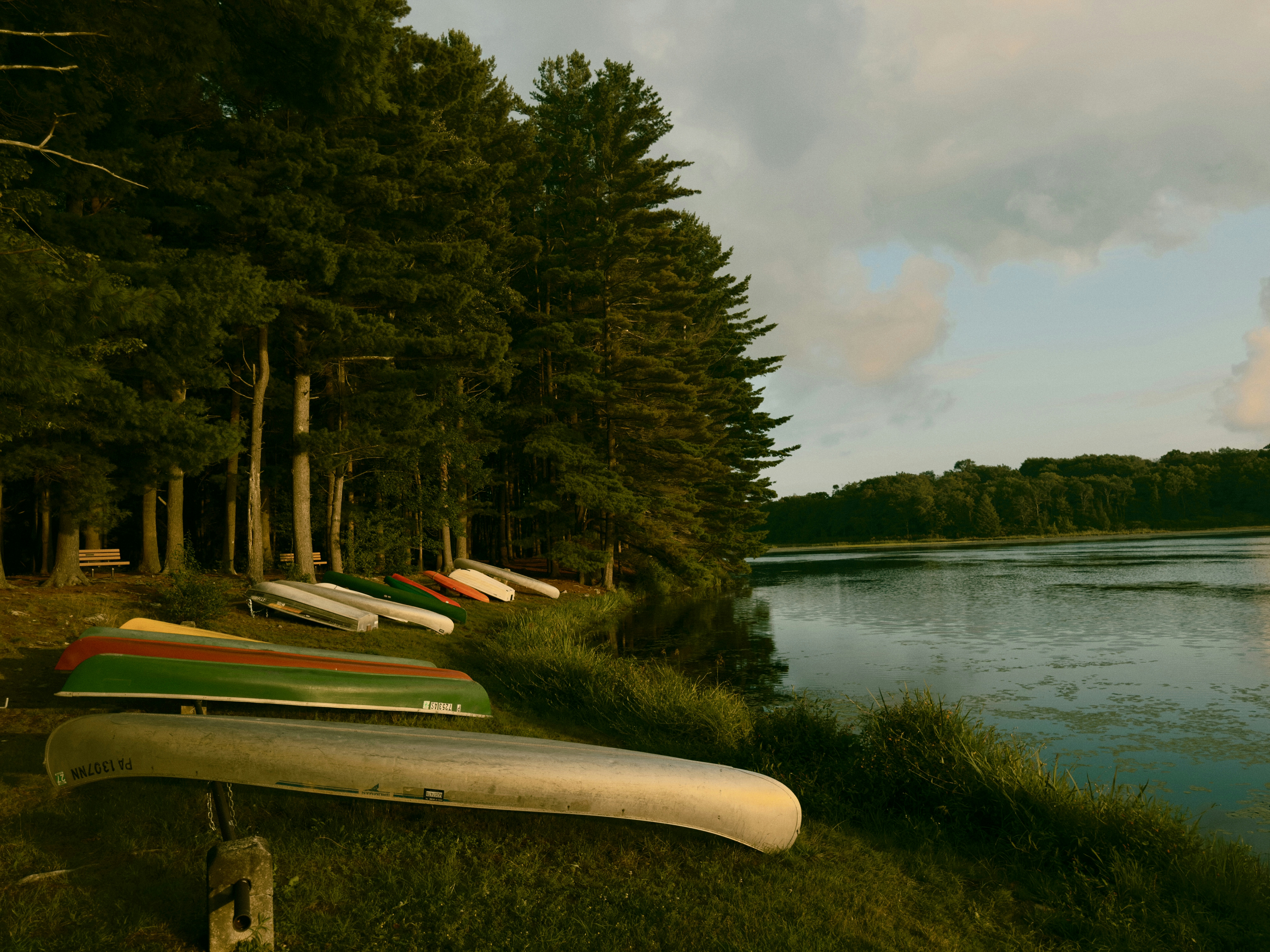 Canoes resting on the grassy bank of a lake beside a pine forest
