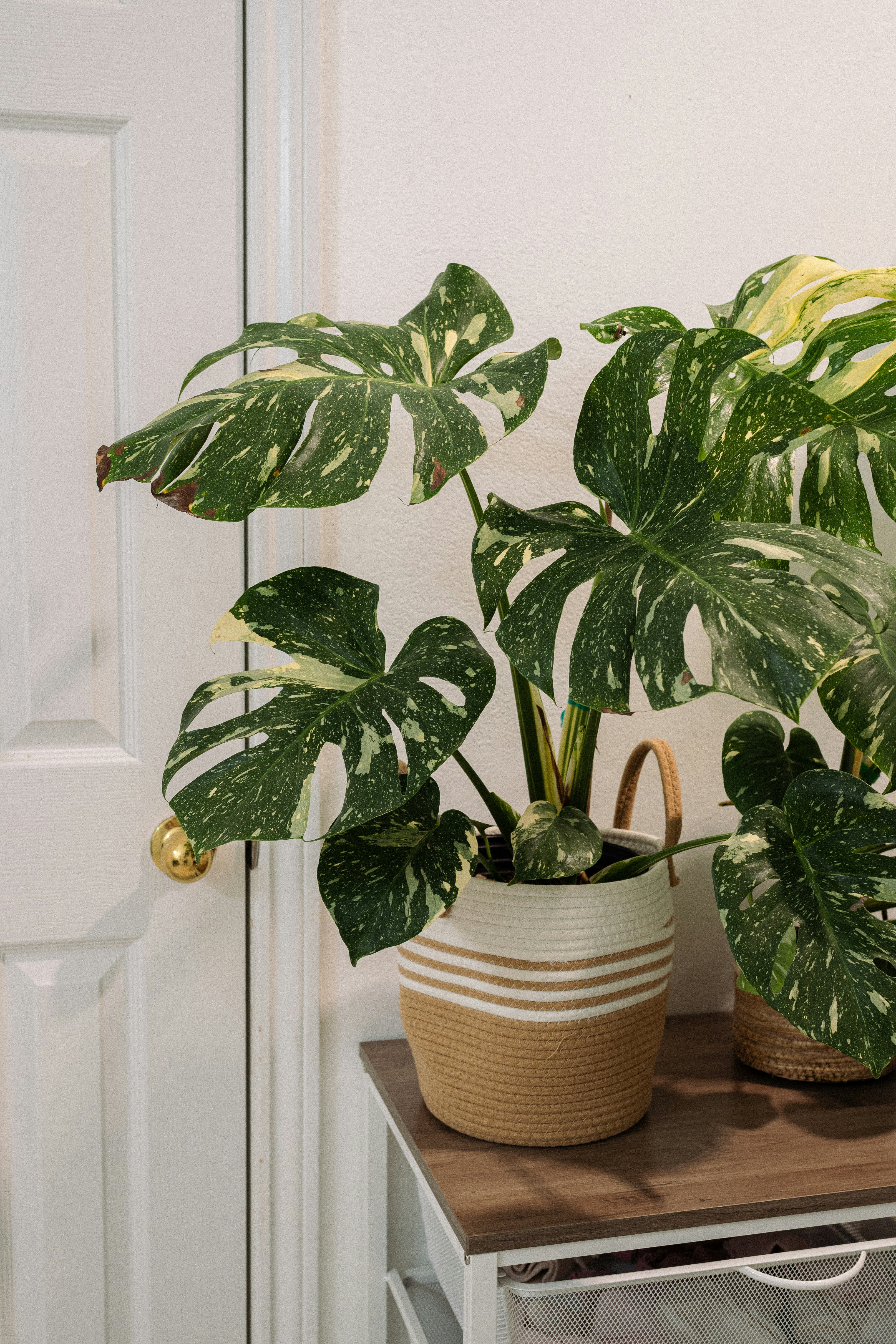 A variegated monstera plant in a woven basket on a wooden surface